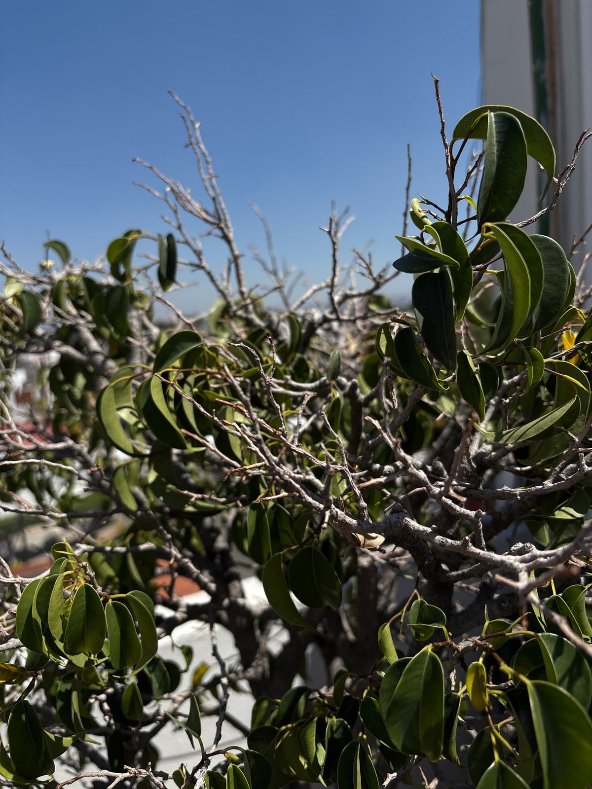 Afternoon documentation of plants, rooftops, interiors in Puebla, Mexico