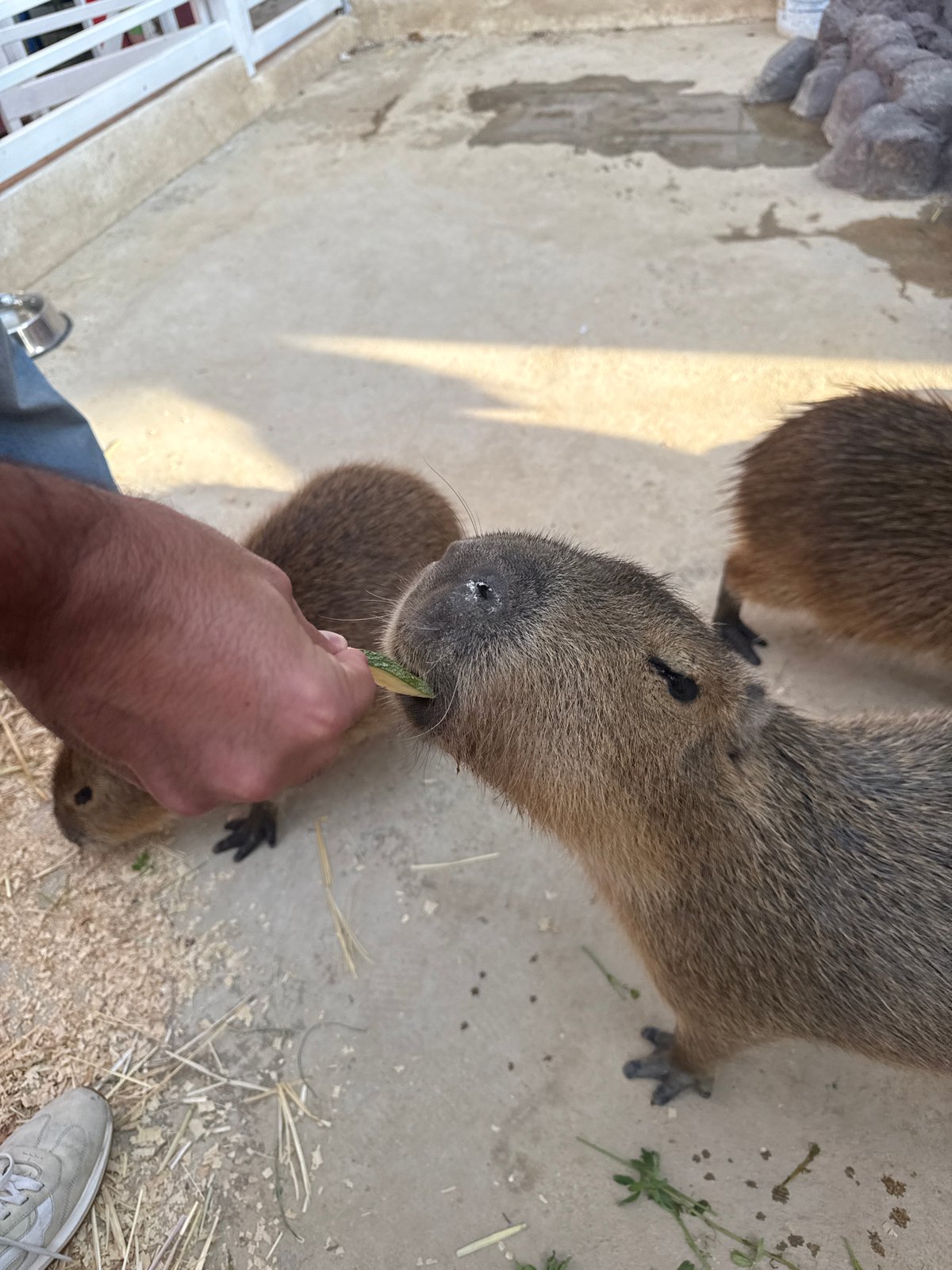 Person Hand-Feeds Capybara in Mexico City
