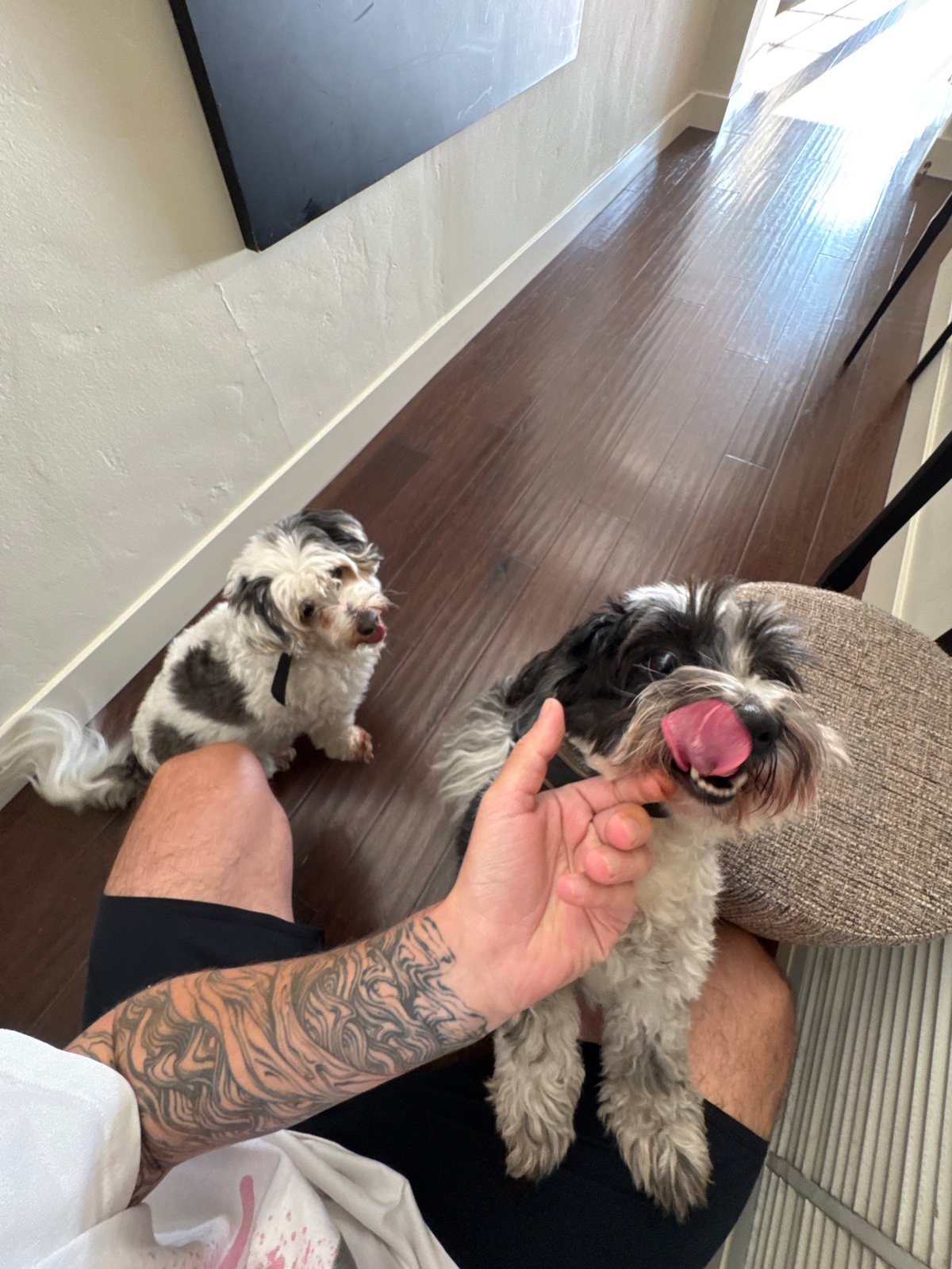LA resident documents quiet moments with small dogs at home