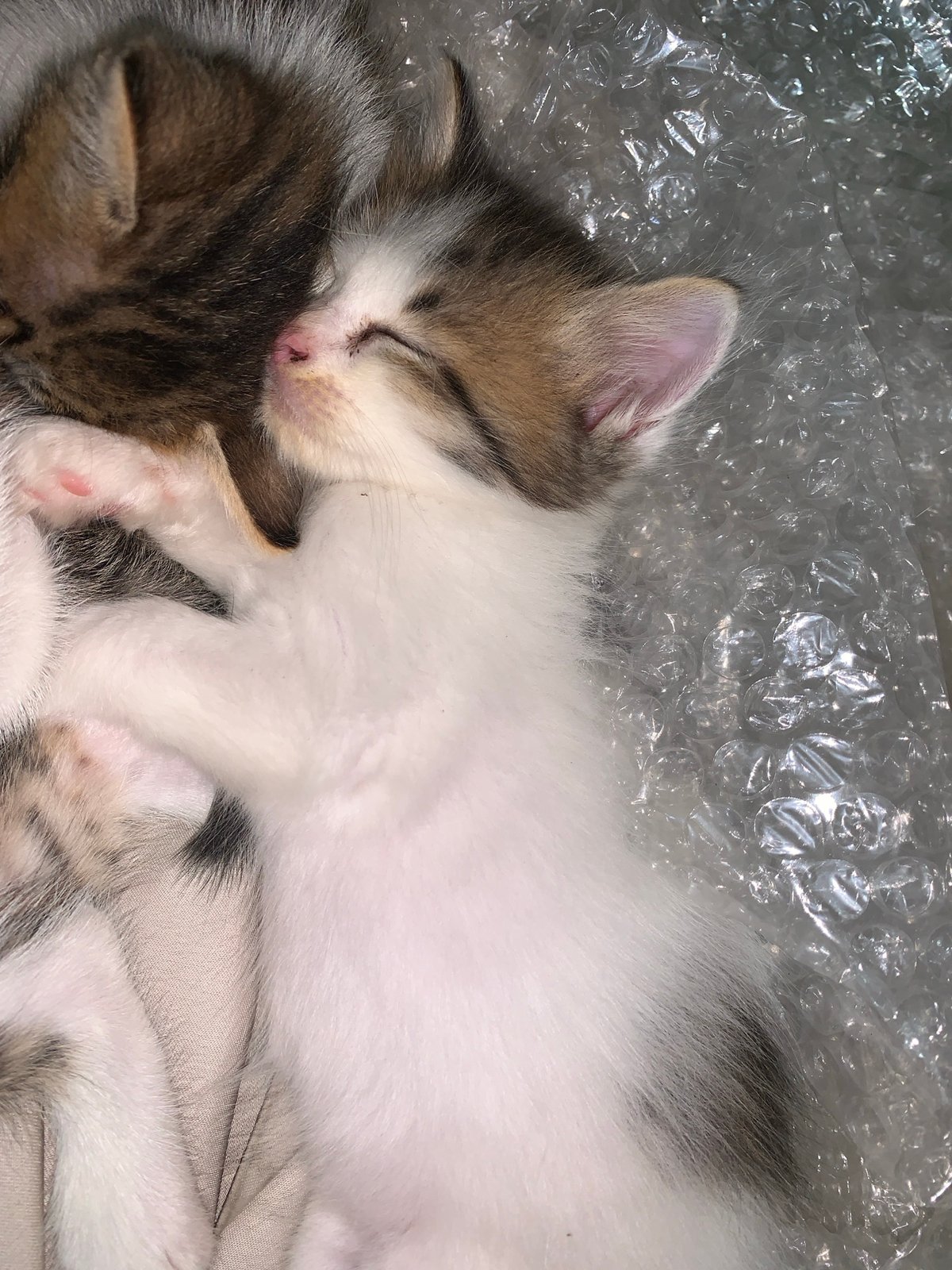 Kittens sleep and play in Indonesian village setting