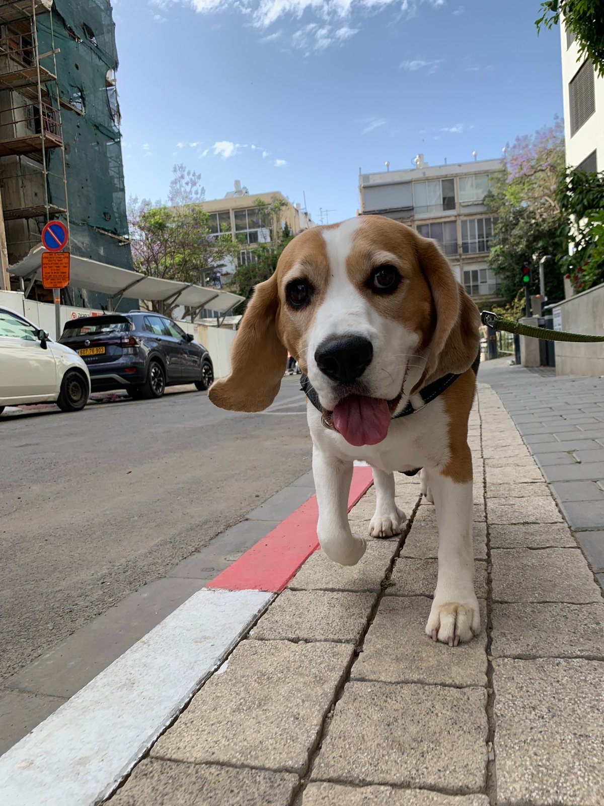 Dog on sidewalk, spiral staircase spotted in Tel Aviv