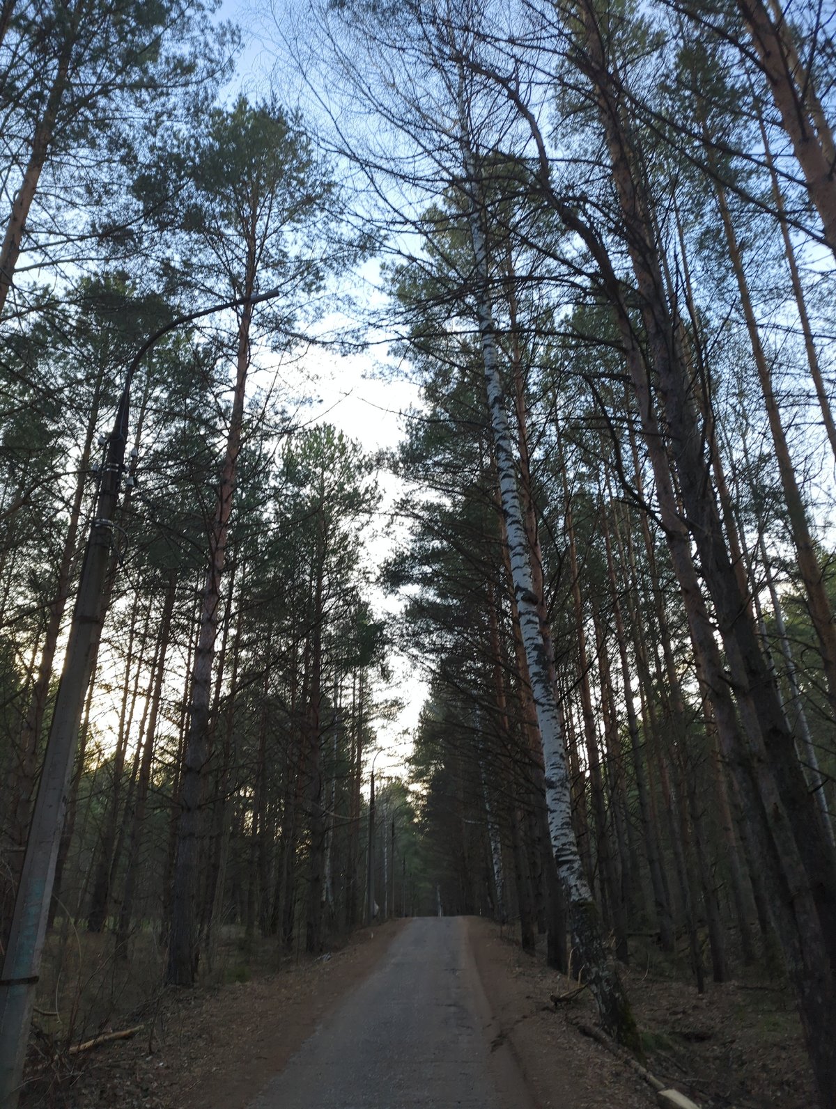 Spring forest walk documented in Chaikovsky, Russia