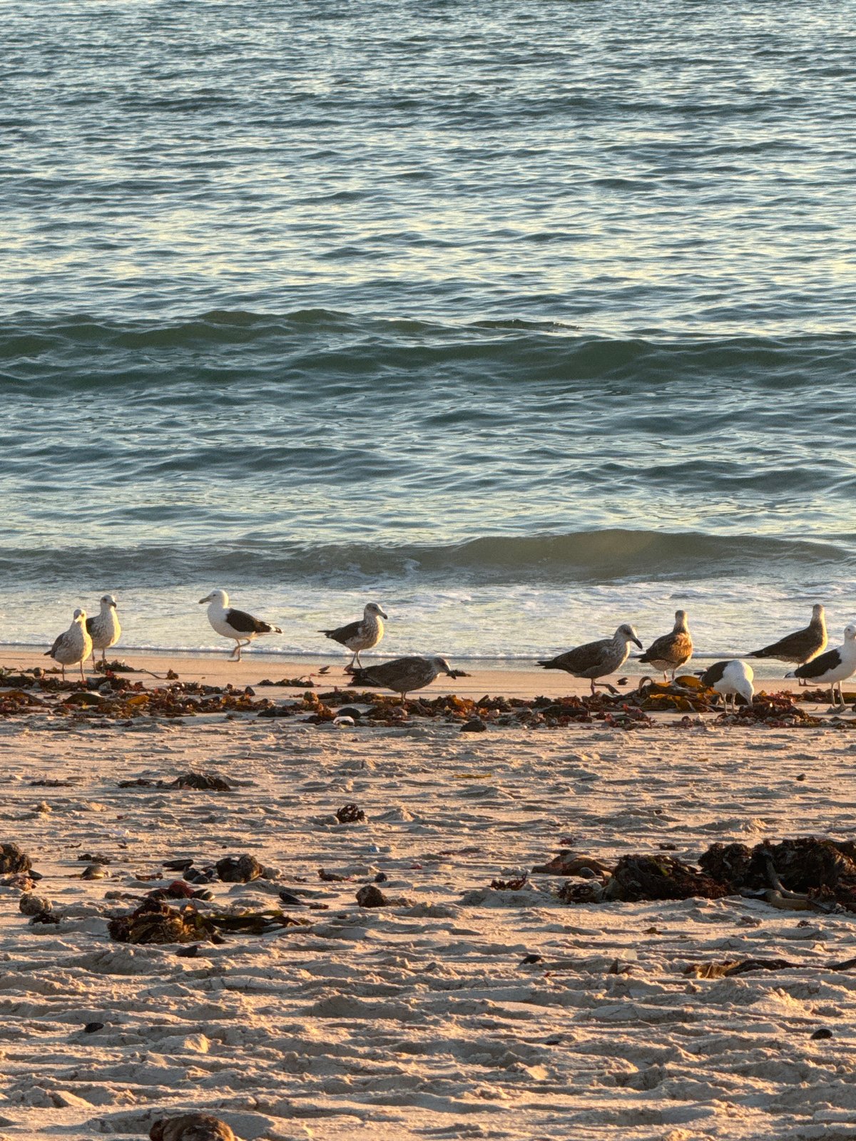Golden hour beach scenes captured across Cape Town coastline