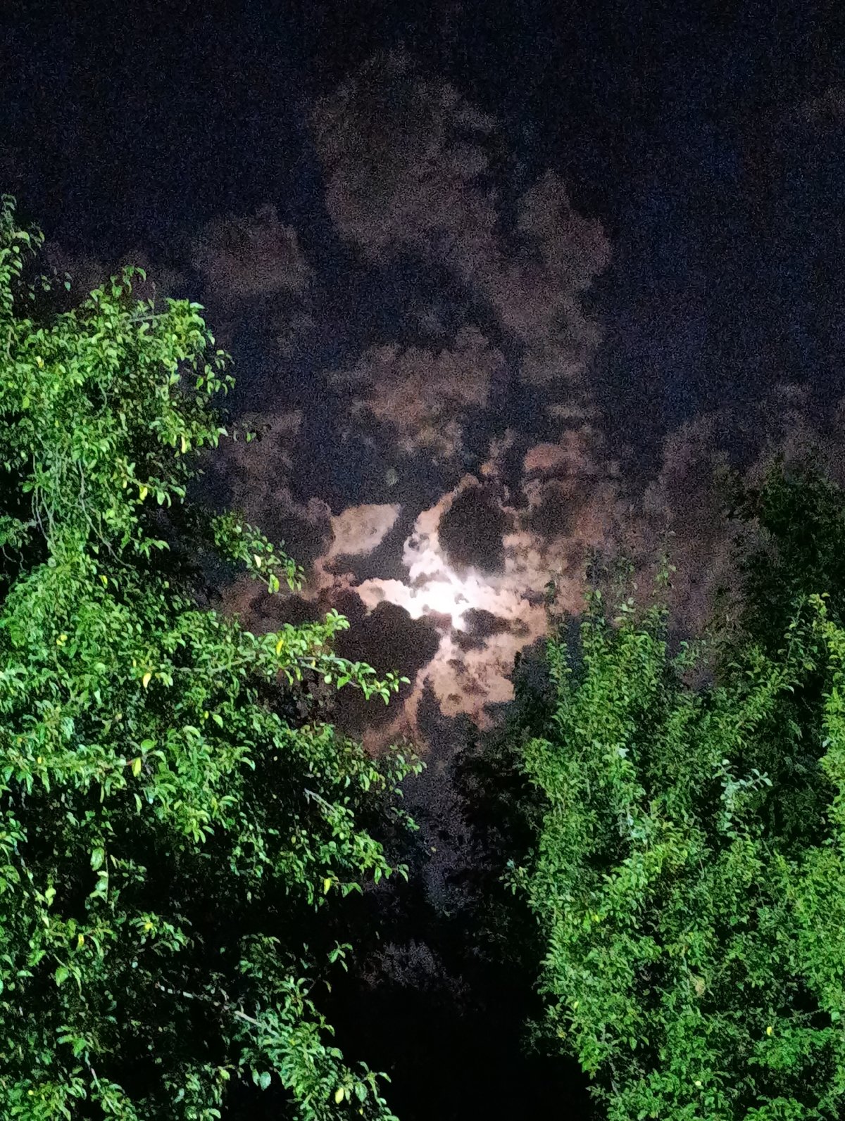 Full moon rising through clouds and tree cover at night
