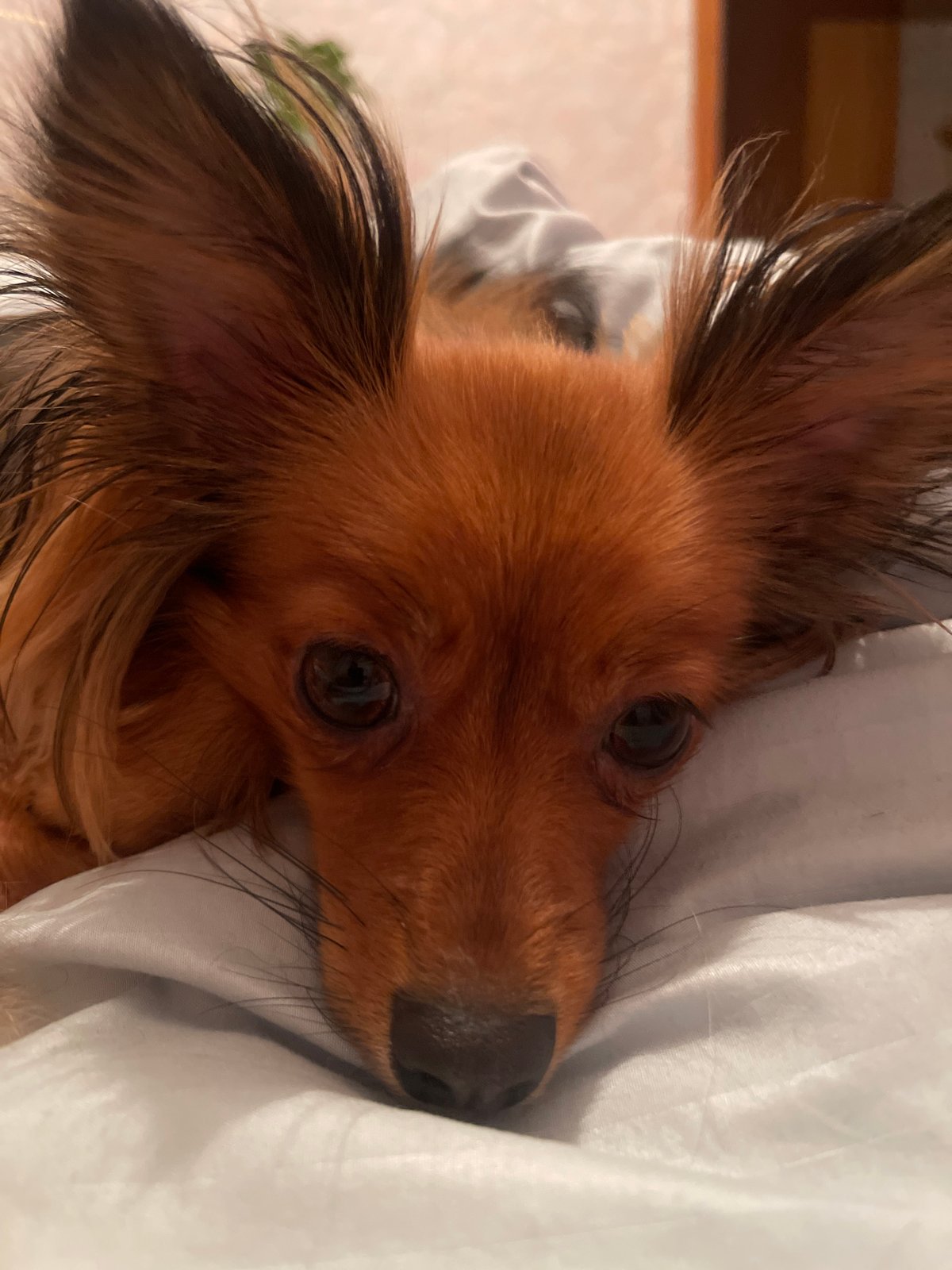 Lazy afternoon at home with pets and downtime in Марковский