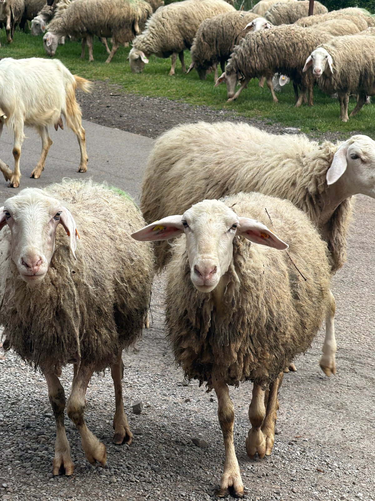 Sheep flock roams Sofia streets during afternoon picnic scene