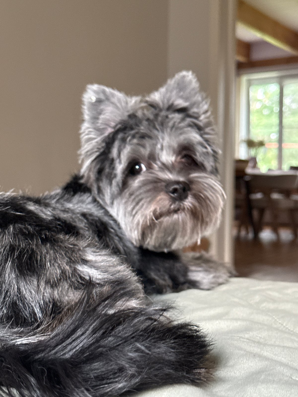 Schnauzer mix has a lazy afternoon at home in Chaikovsky