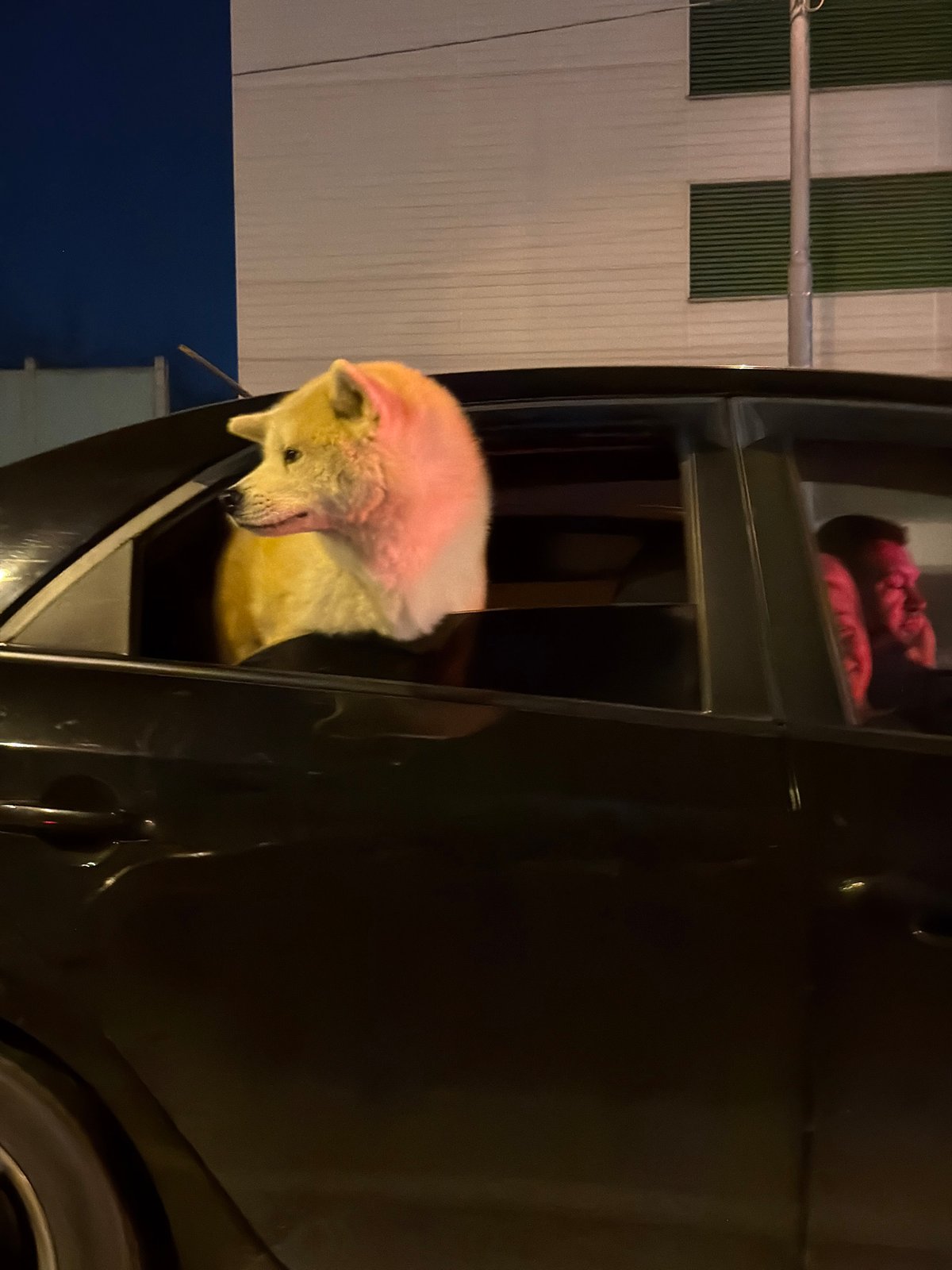 Dog peers from vehicle door in Moscow