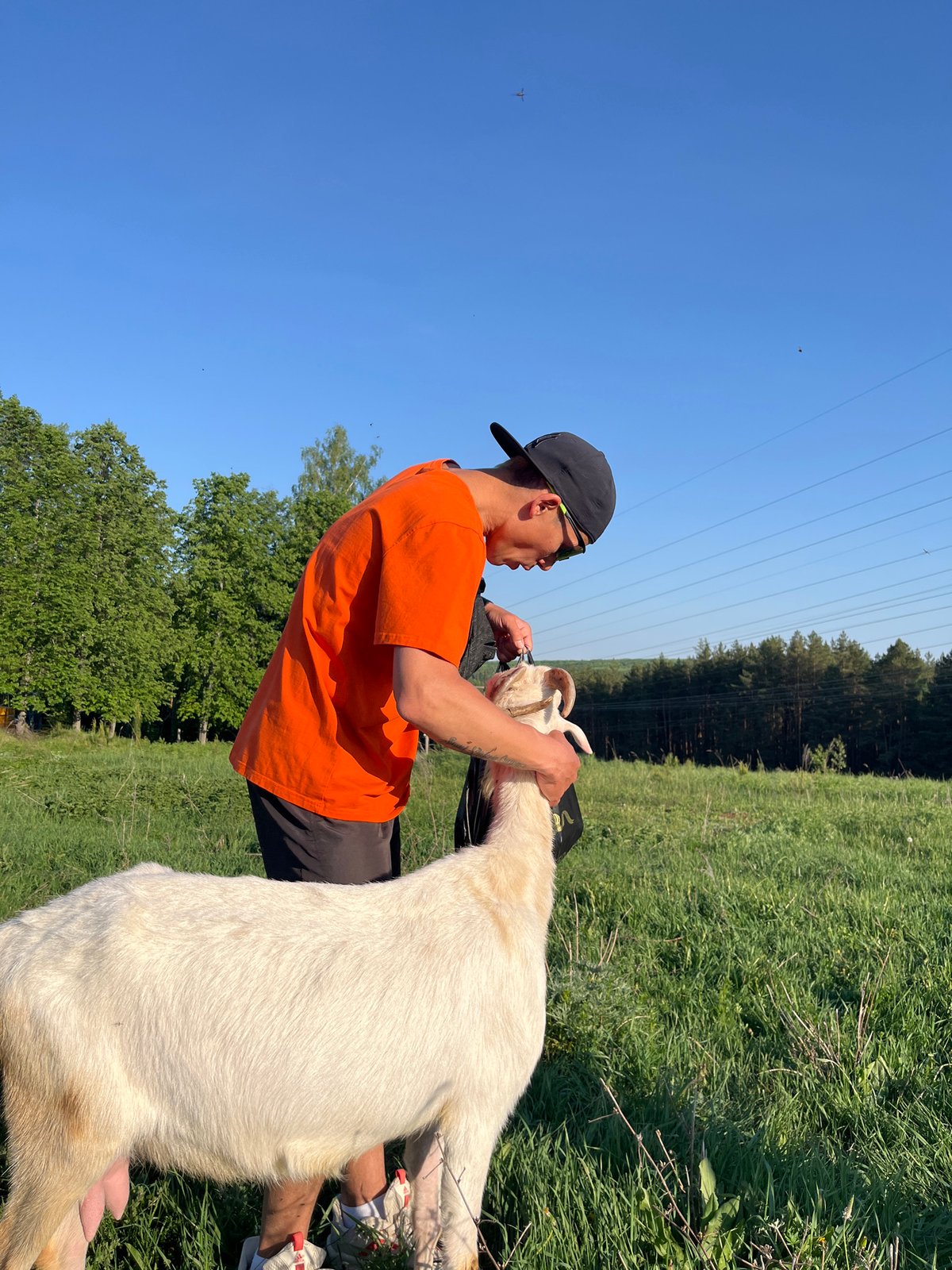 Family outing with goats and sheep in Chaikovsky fields