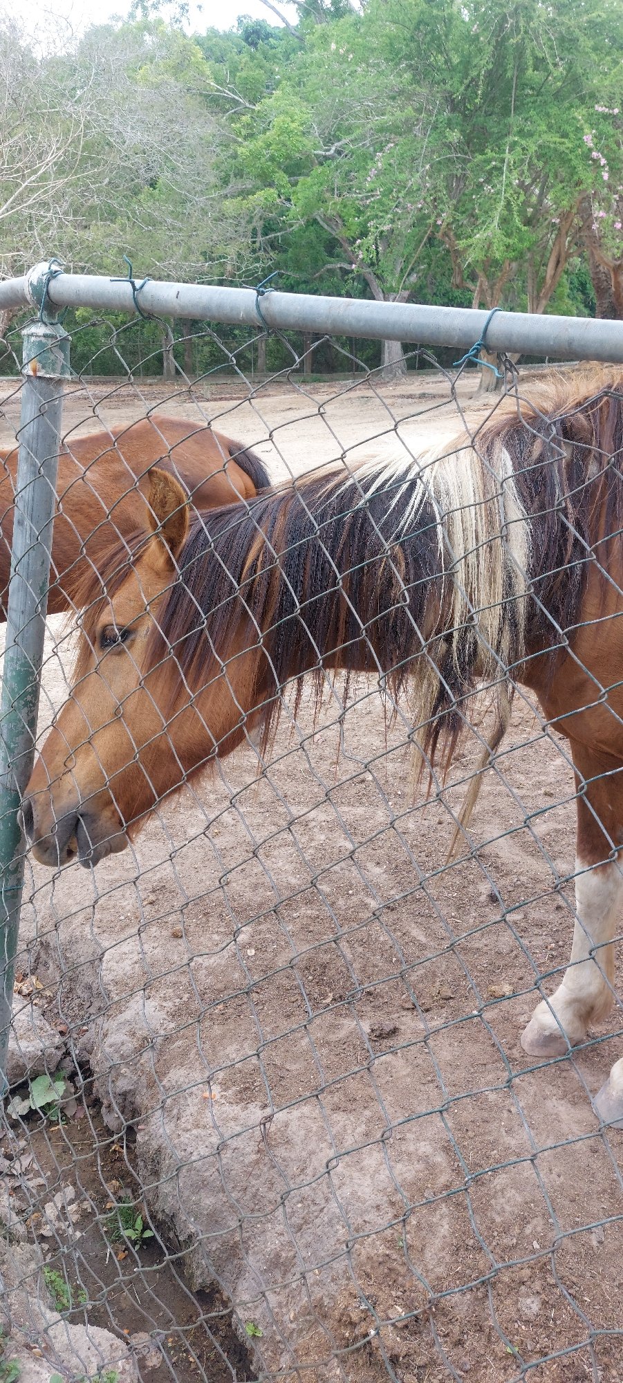 Visitor documents animals during afternoon zoo visit in Caracas