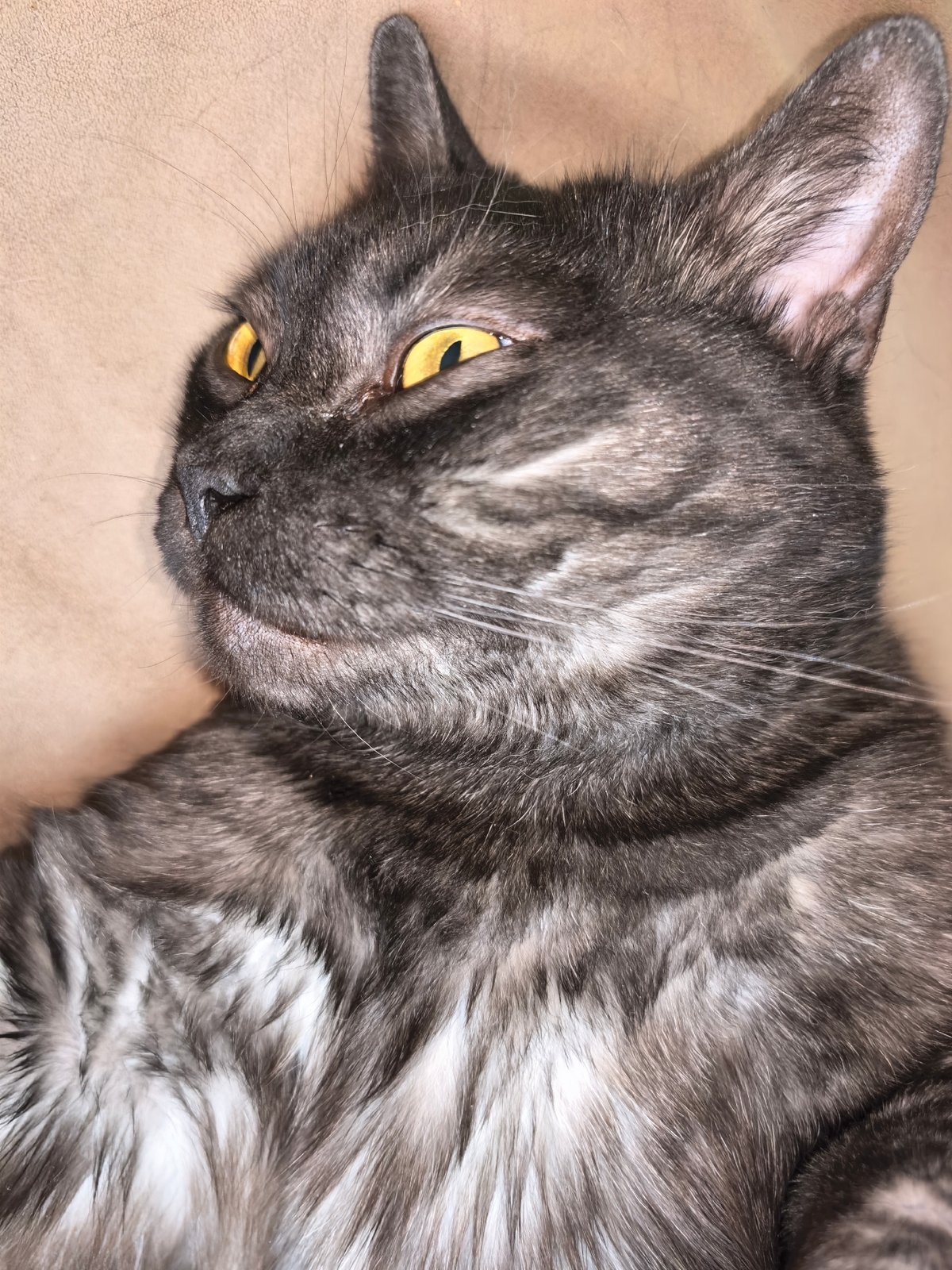 Domestic cats photographed in quiet moments in Yekaterinburg