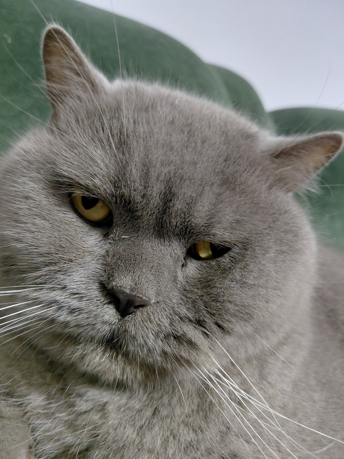 Grey British Shorthair cat lounging on a green sofa in Ukraine