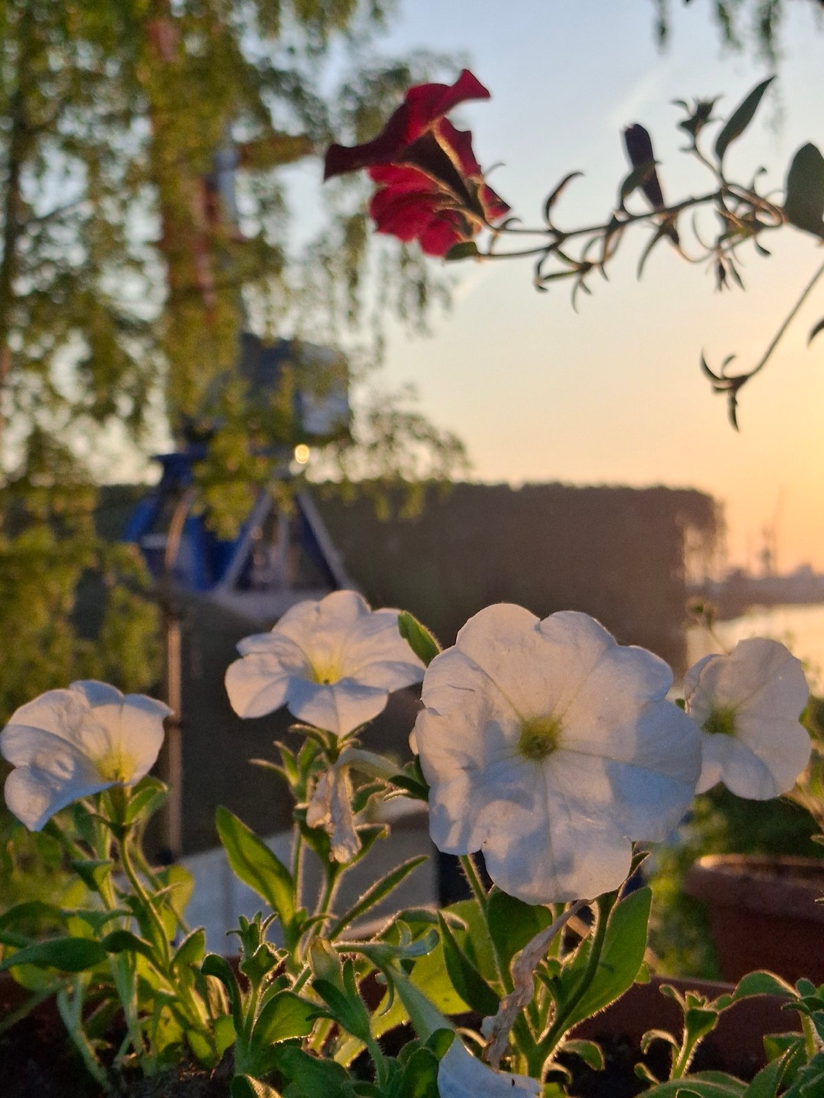 Quiet family moments and sunset scenes captured in Chaikovsky