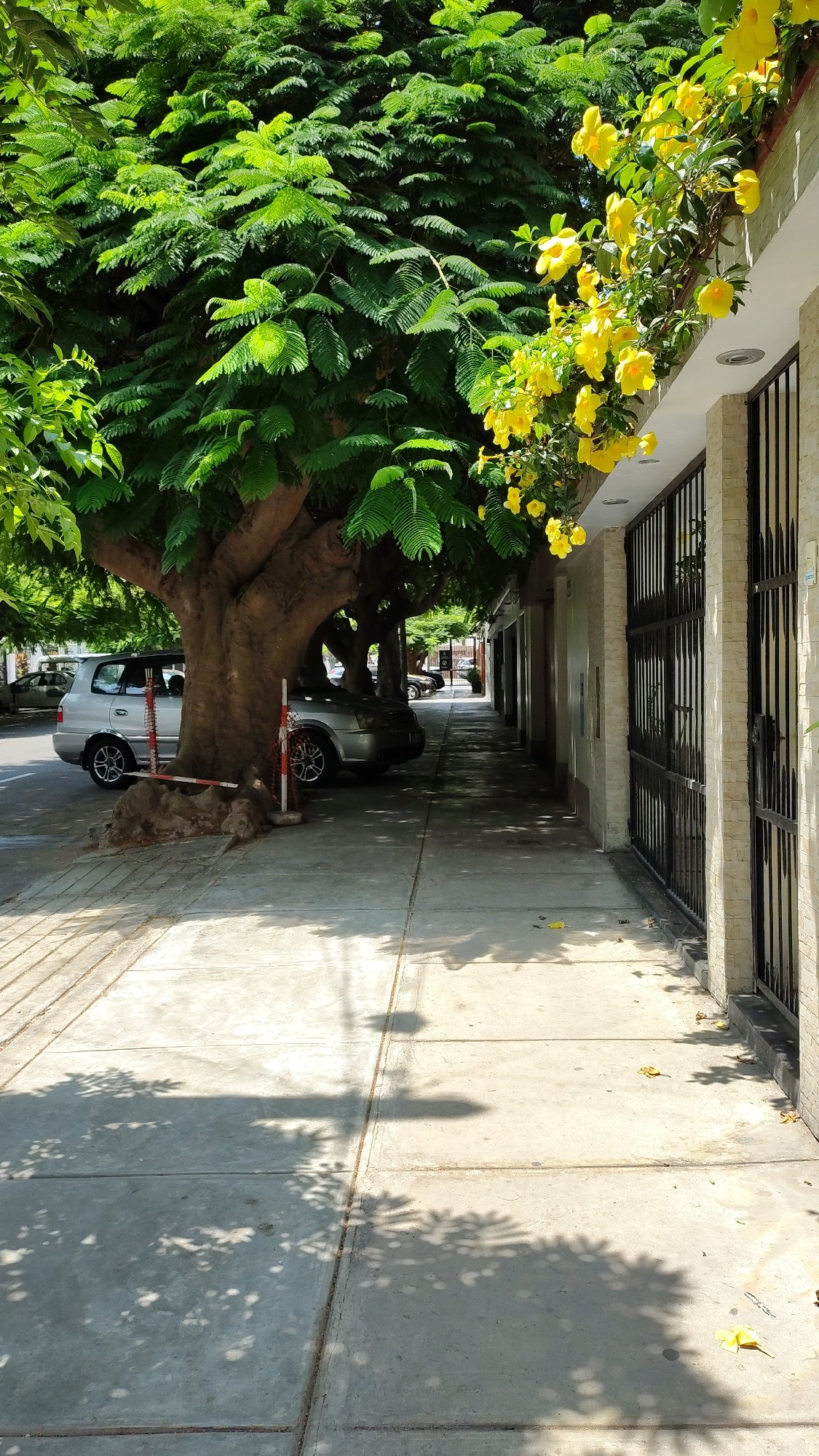 Dog walks and daily life scenes in Lima neighborhoods