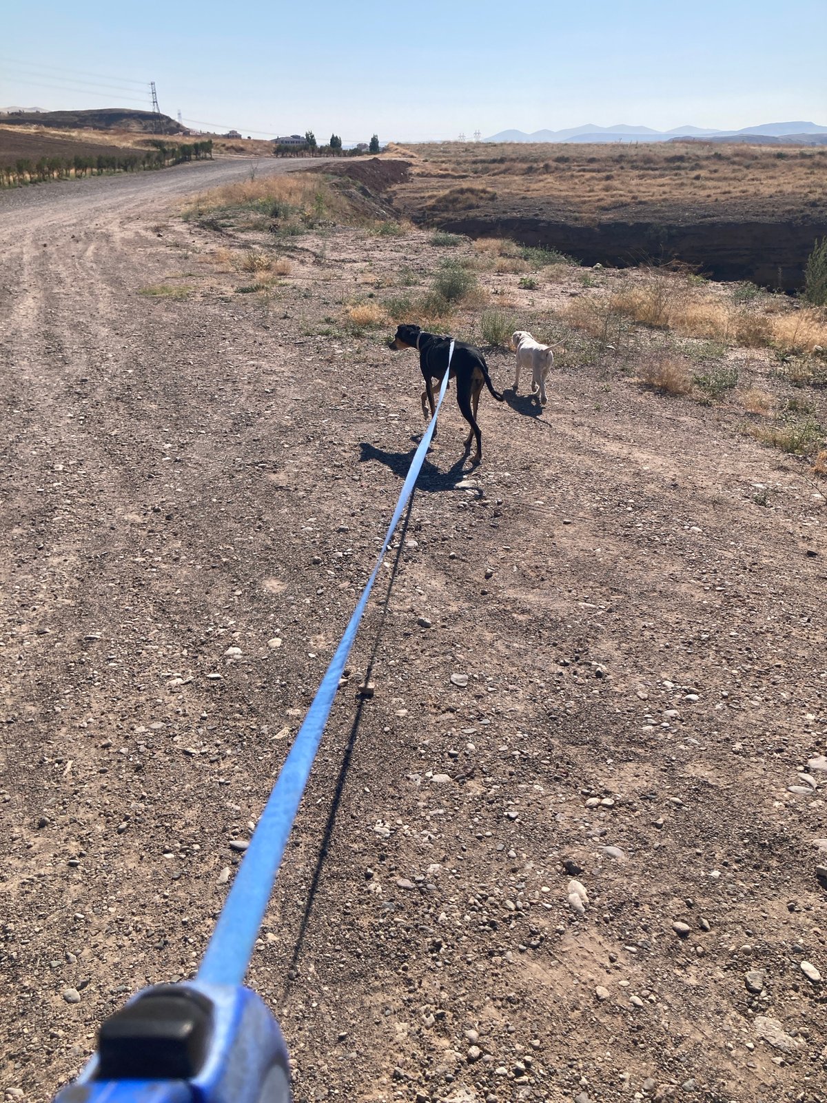 Dogs on a dirt road above Avanos, Cappadocia