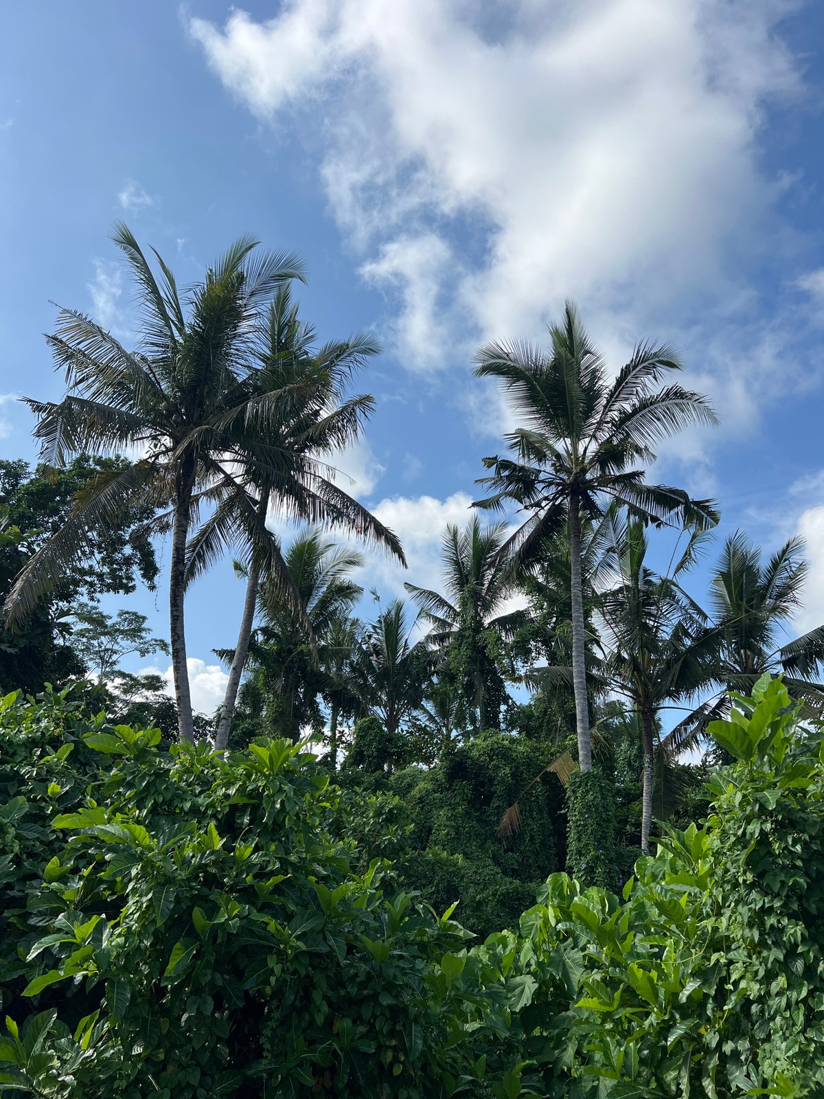 Daily life documented across Peliatan and Ubud, Indonesia