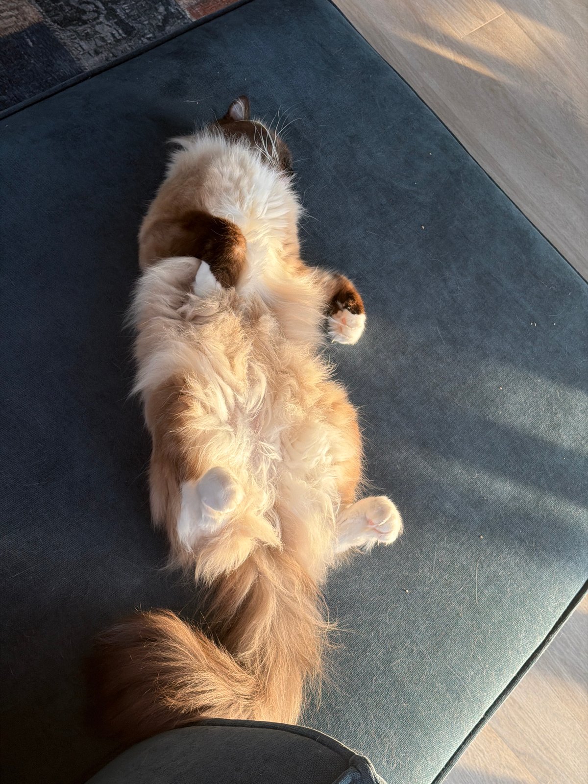 Balinese cat lounging around a Rijswijk apartment