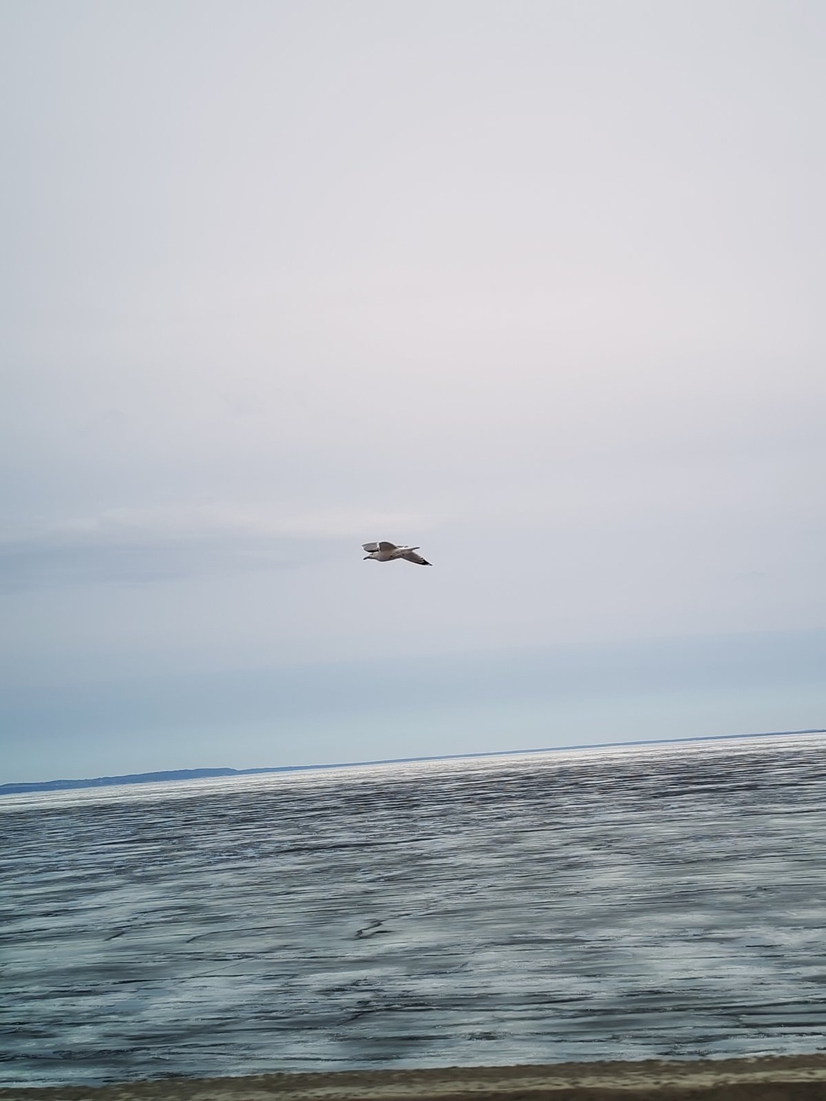 Seagull spotted over icy waters near Chaikovsky, Russia