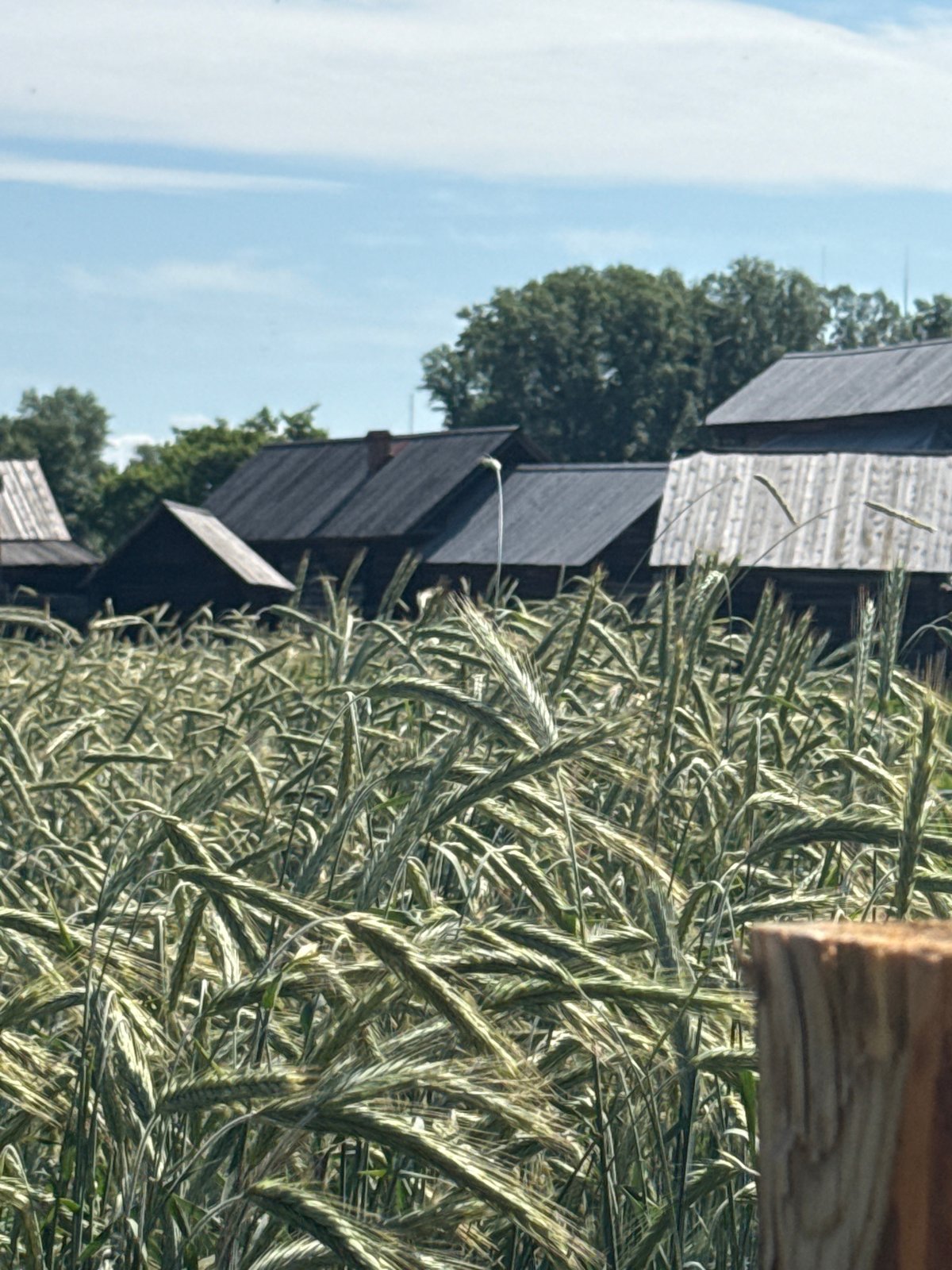Harvest fields and historic timber architecture in Shushenskoye