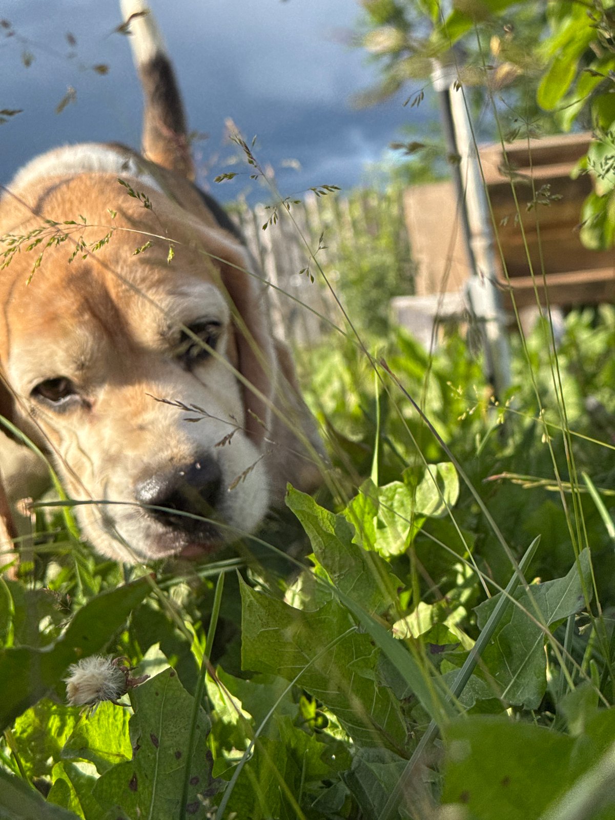 Dogs exploring tall grass on a sunny afternoon in rural Russia