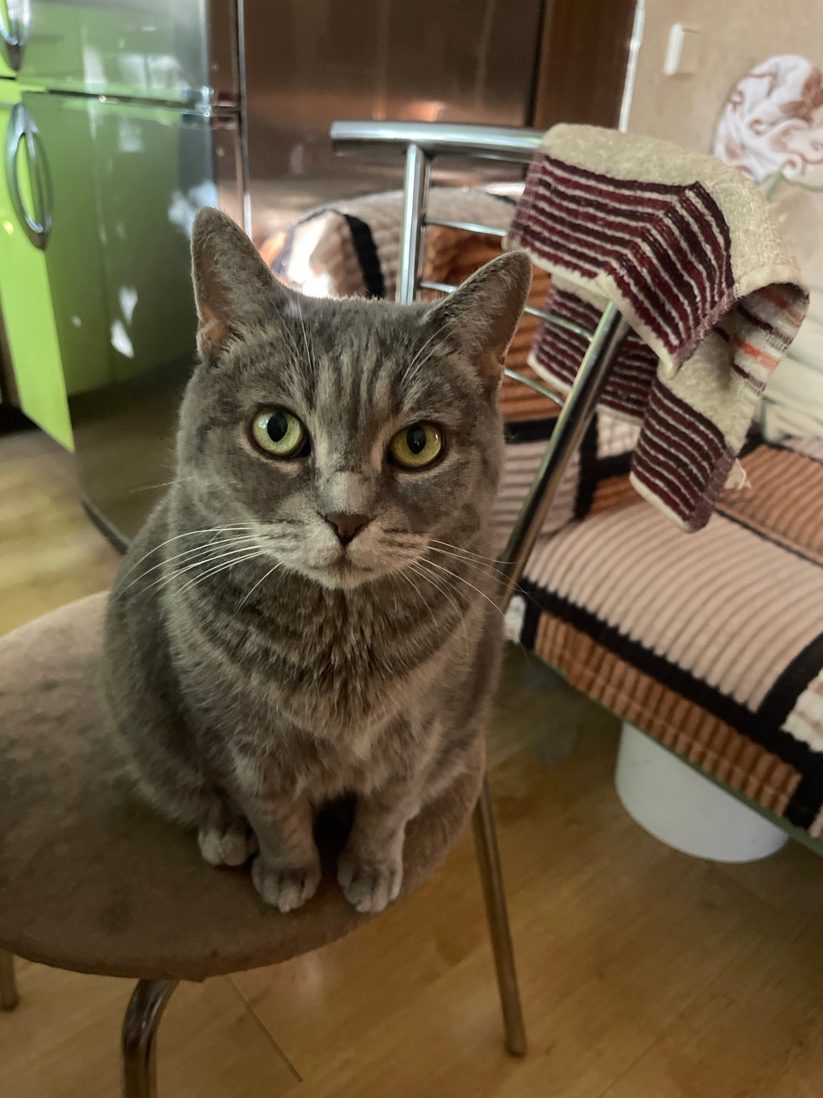 Grey tabby cats lounging and posing at home