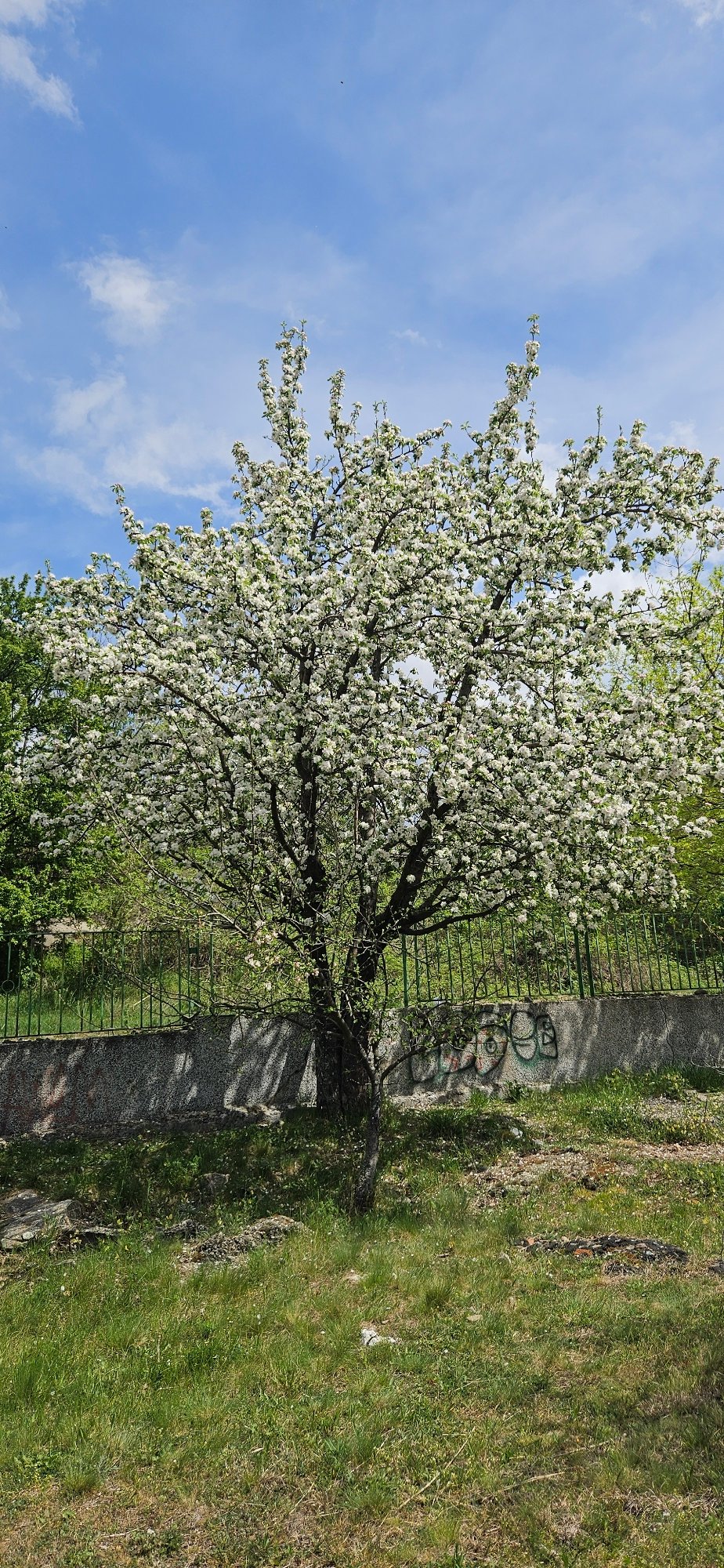 Fruit tree blooms observed in springtime Blagoevgrad