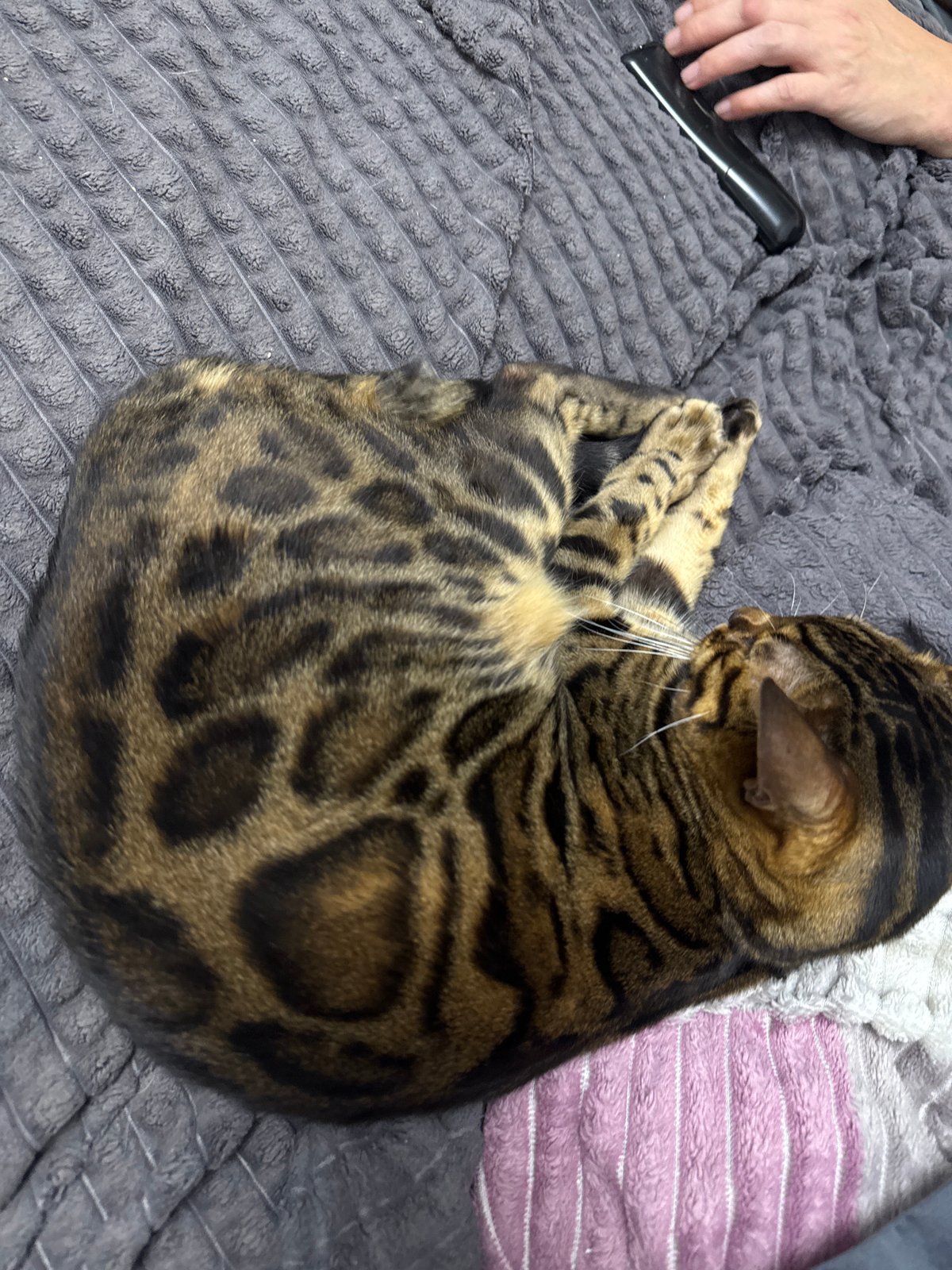 Bengal cat naps, then gets a quick dental check