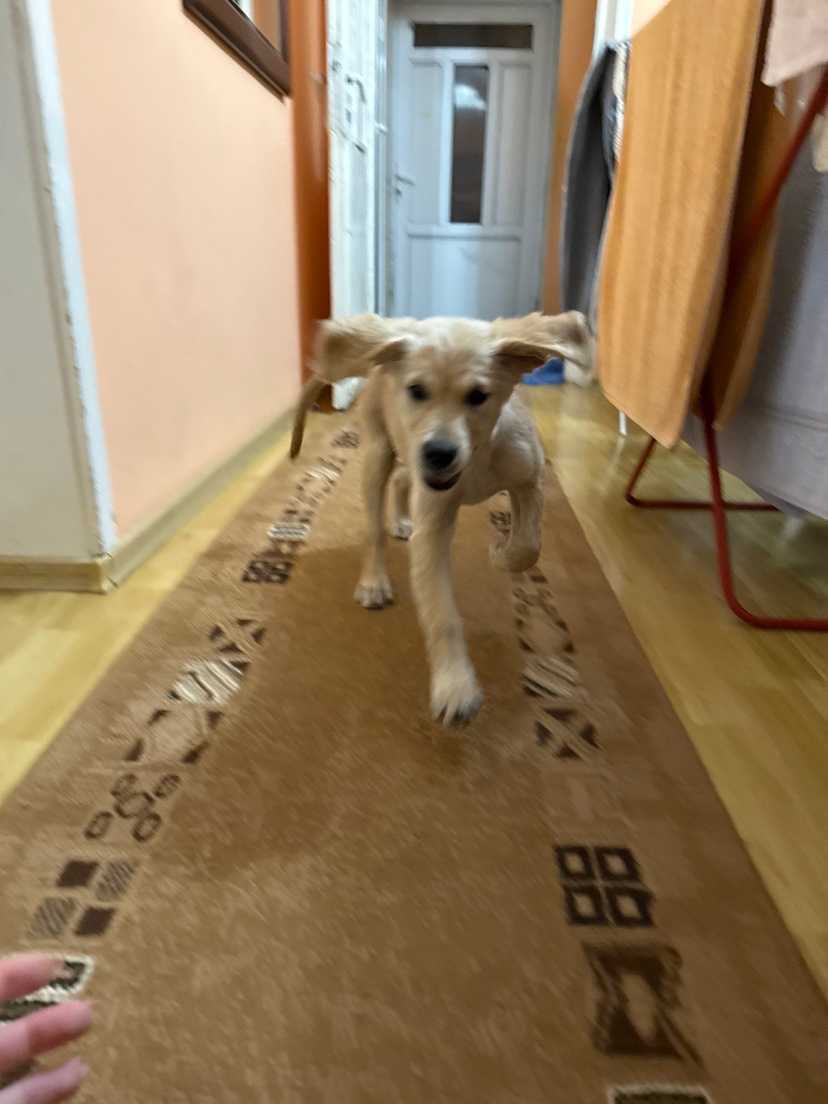Golden retriever puppy plays with owner in Buhovo home