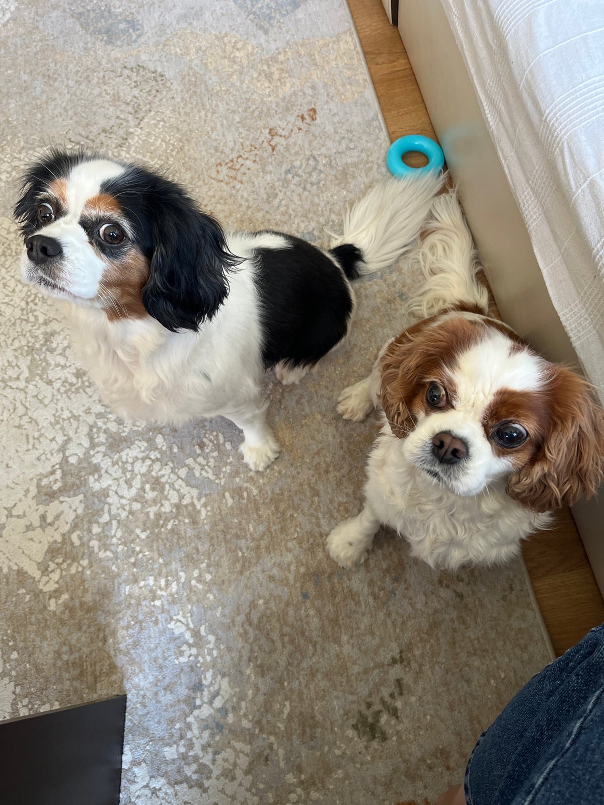 Morning domestic scene: Cavalier King Charles Spaniels and berry cheesecake