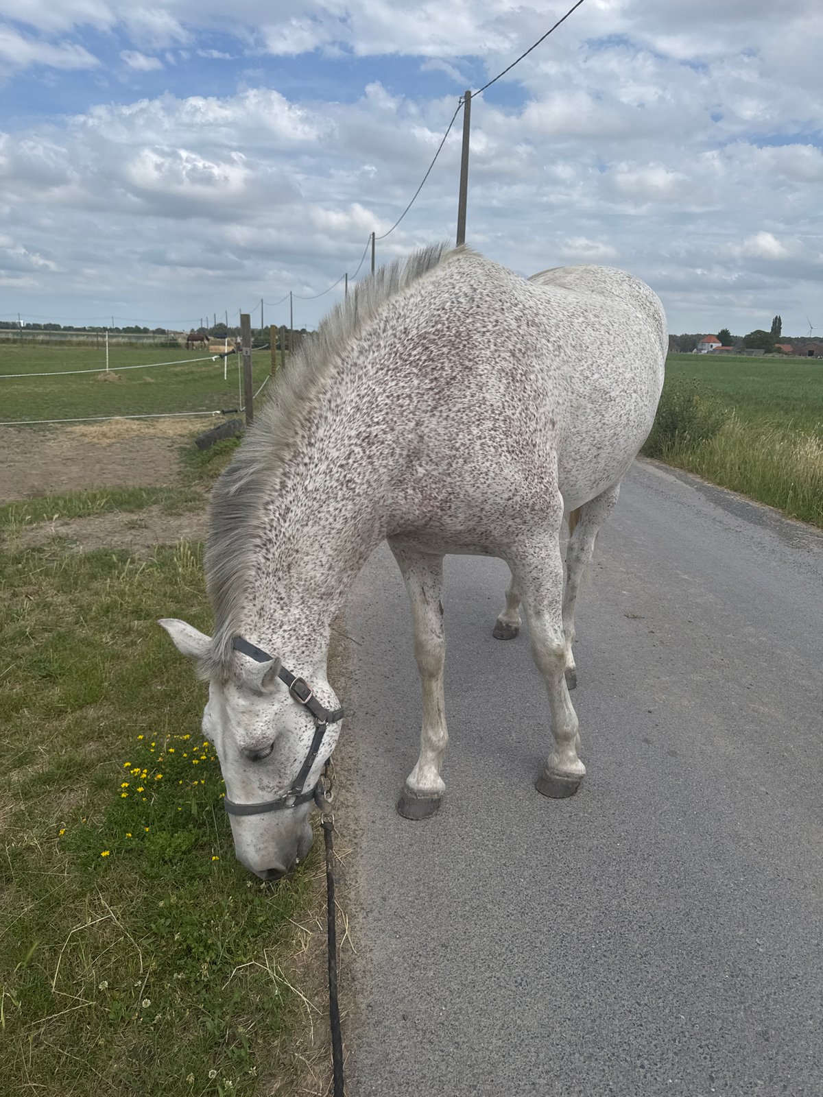 Horses at a rural Belgian property on a cloudy afternoon