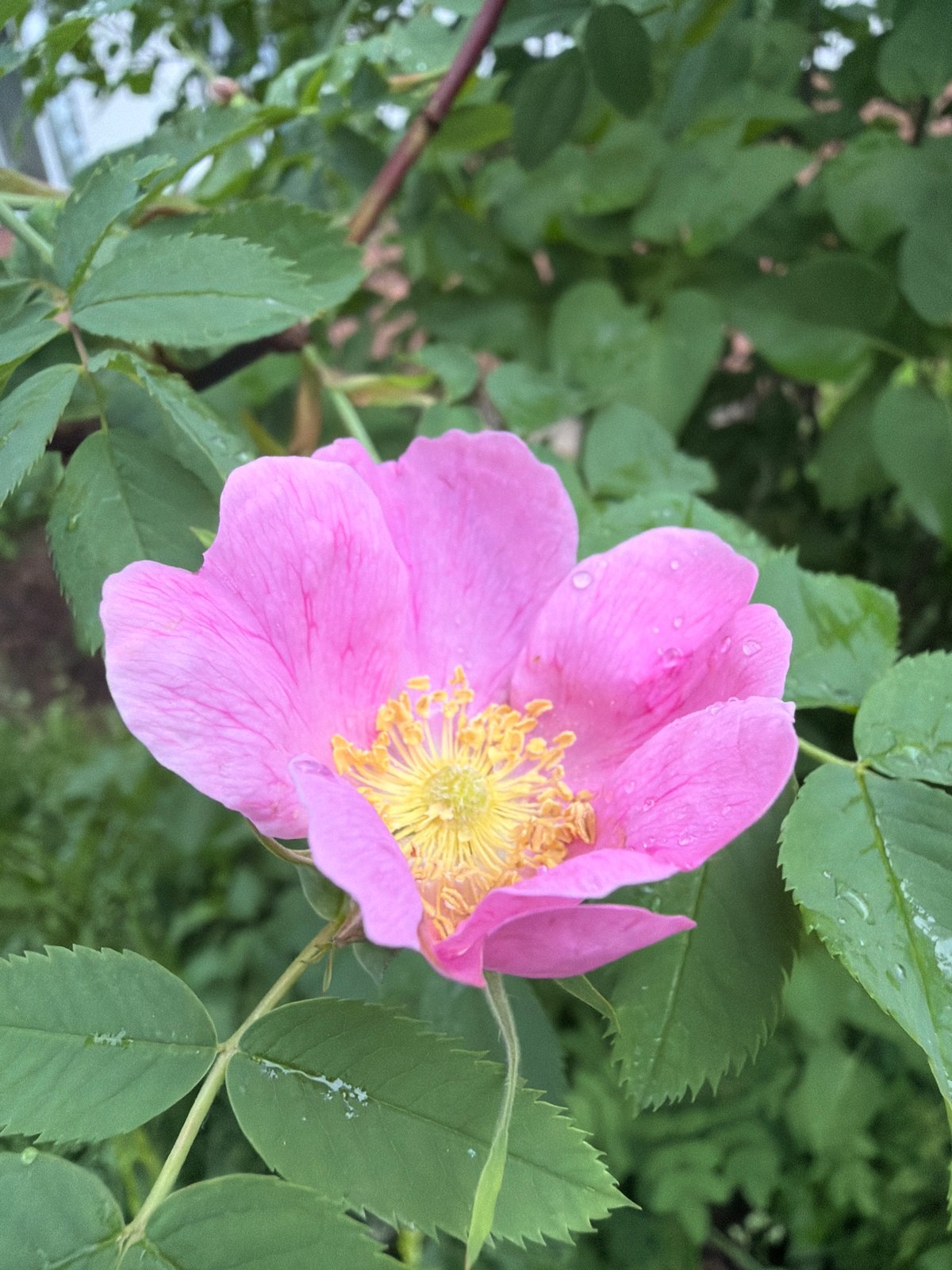 Morning domestic moments captured in Chaikovsky: blooming rose, bathing cat