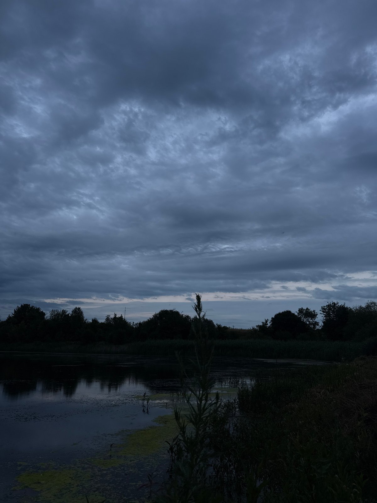 Wine on a concrete ledge, swans on a Vinnytsia lake