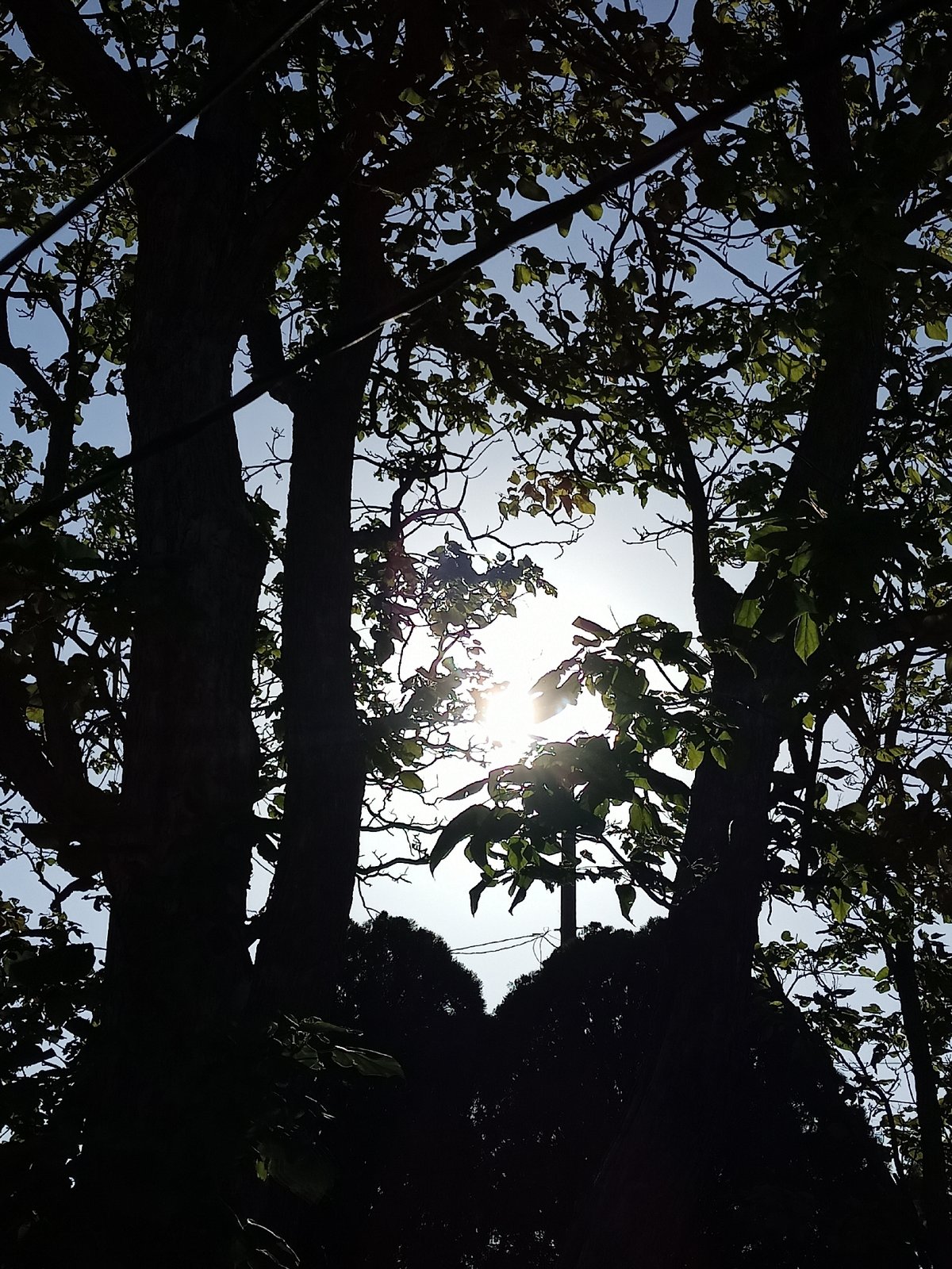 German Shepherd plays outside under sun-dappled Texas trees