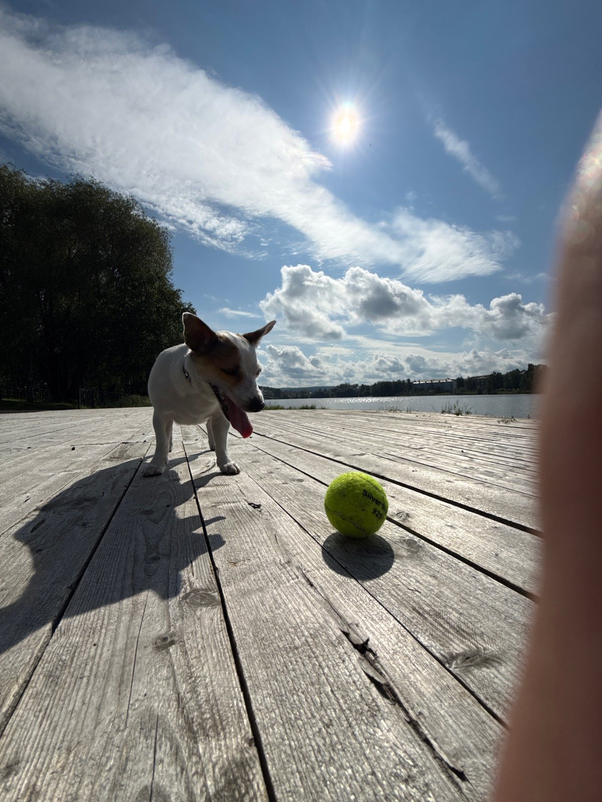 Jack Russell Terrier's afternoon at Lysva's lakeside park