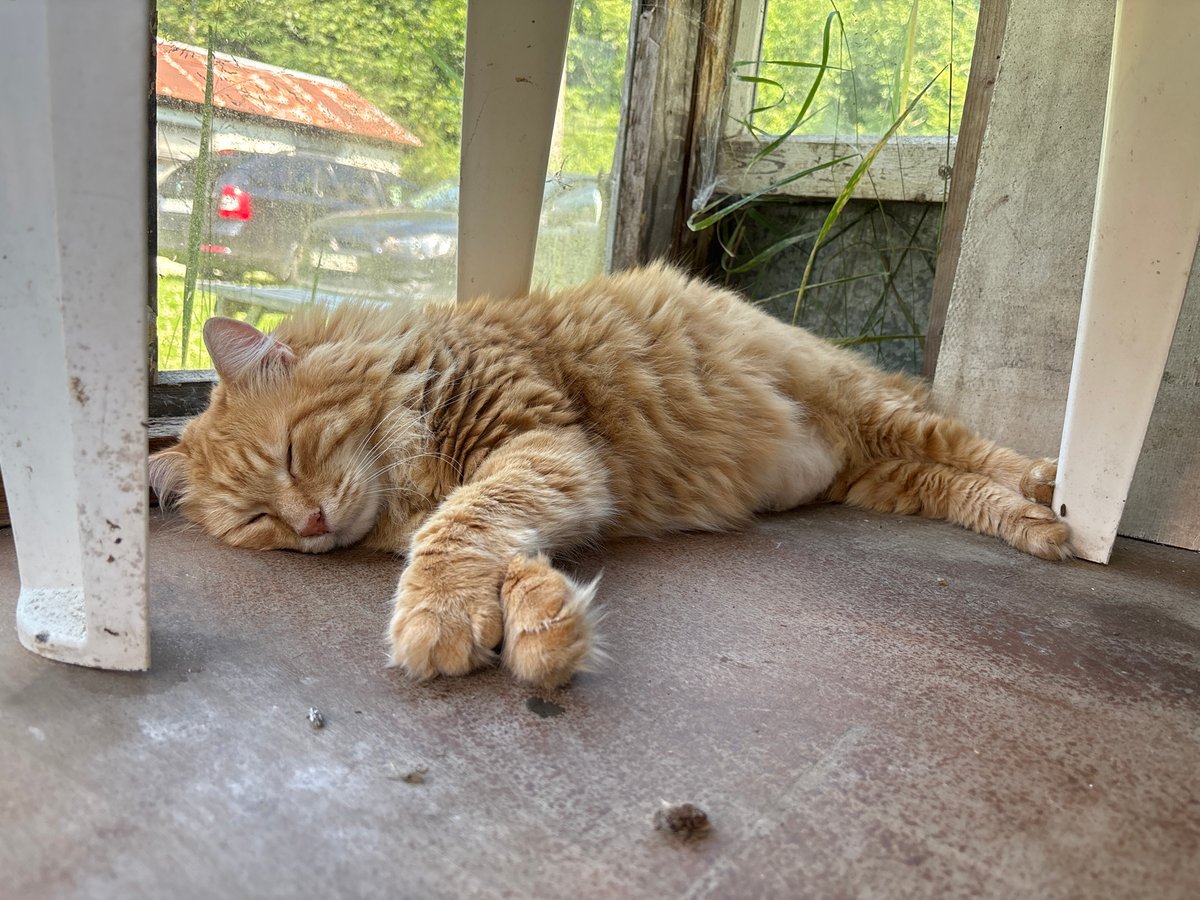 Sleeping cat and potted plants in a Russian home