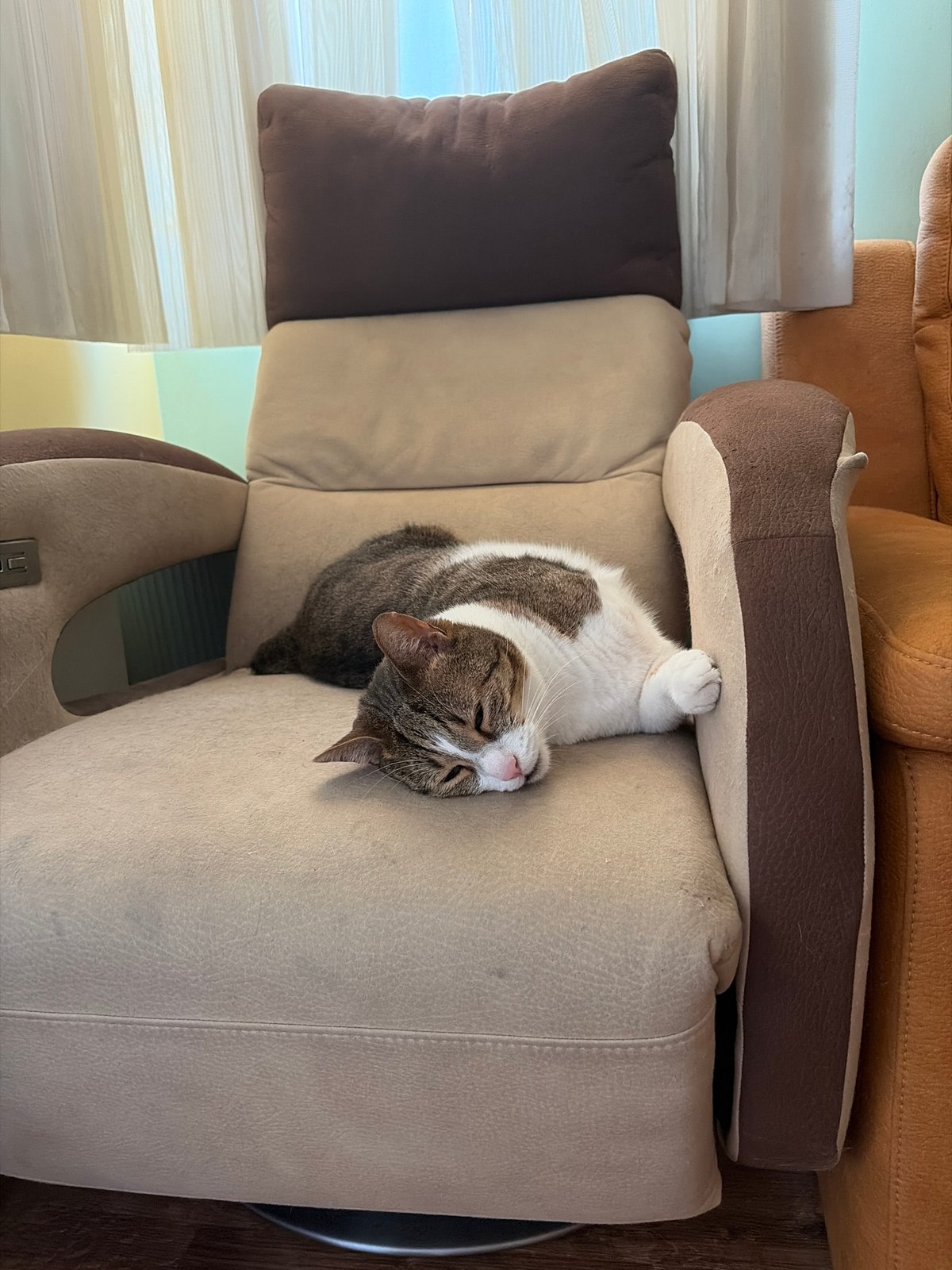 Cat claims every piece of furniture in an afternoon