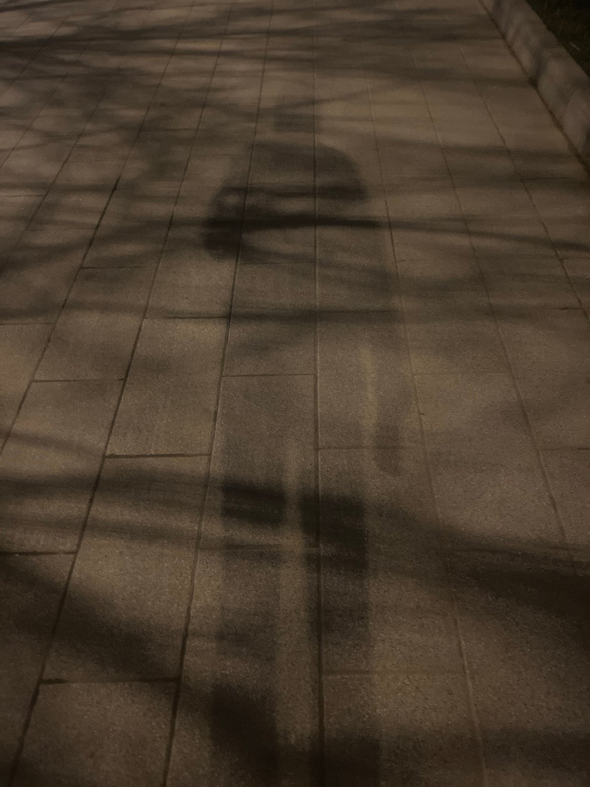 Evening urban documentation captures architecture, nature, walkways, signage