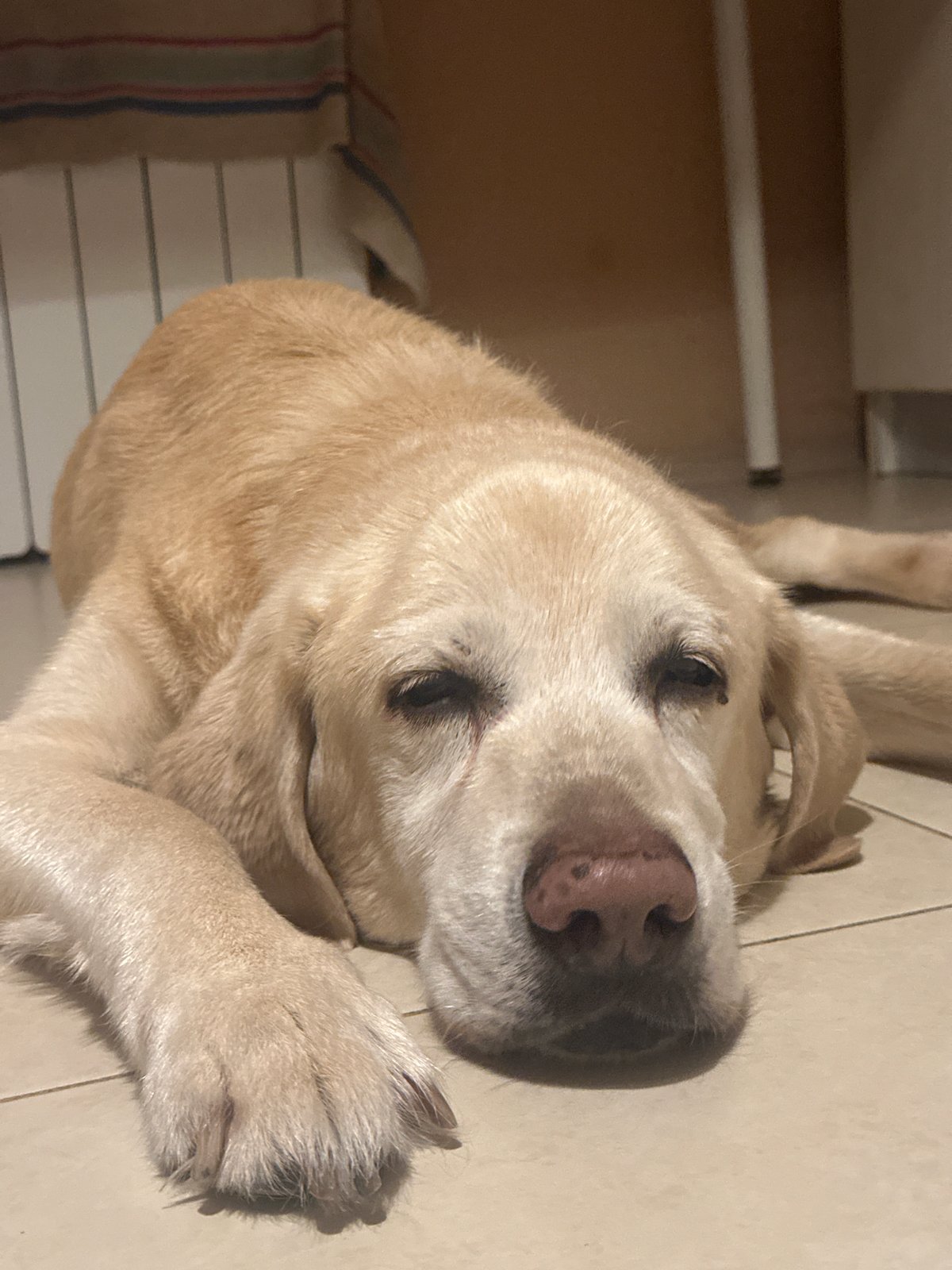 Sofia resident documents quiet evening with pets, books, gardens