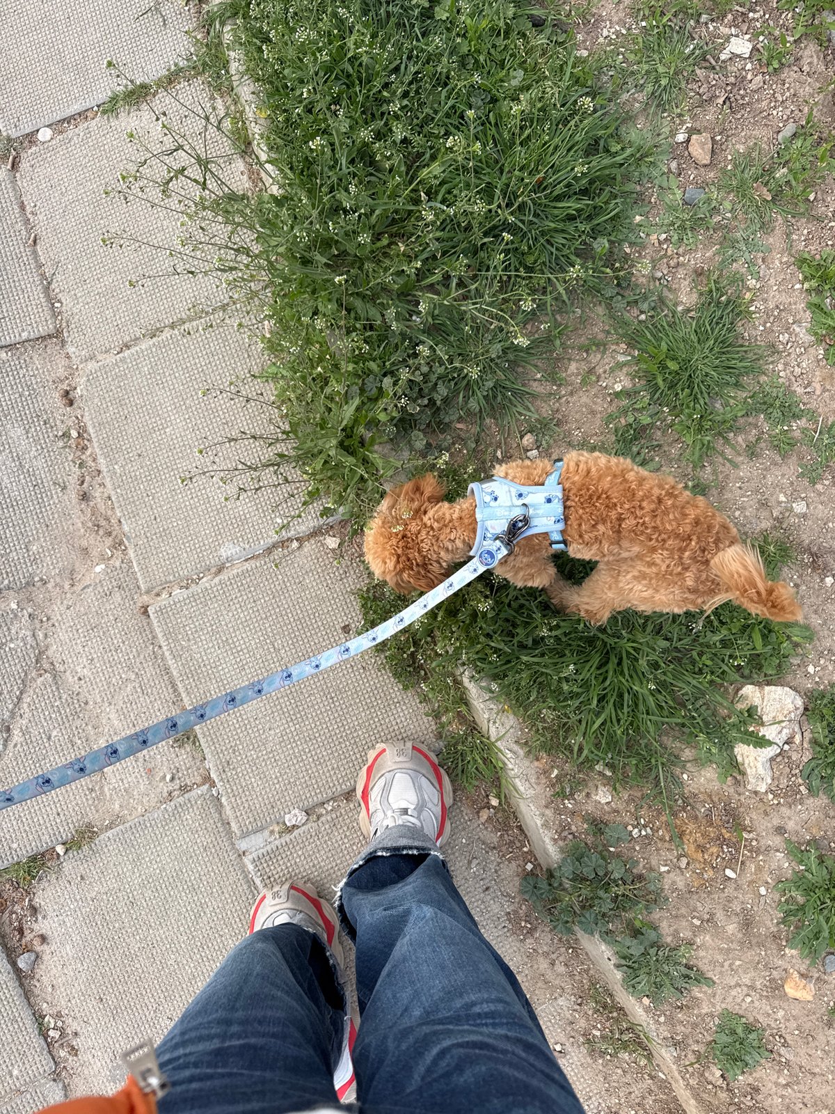 Dog walker takes poodle for afternoon stroll in Blagoevgrad