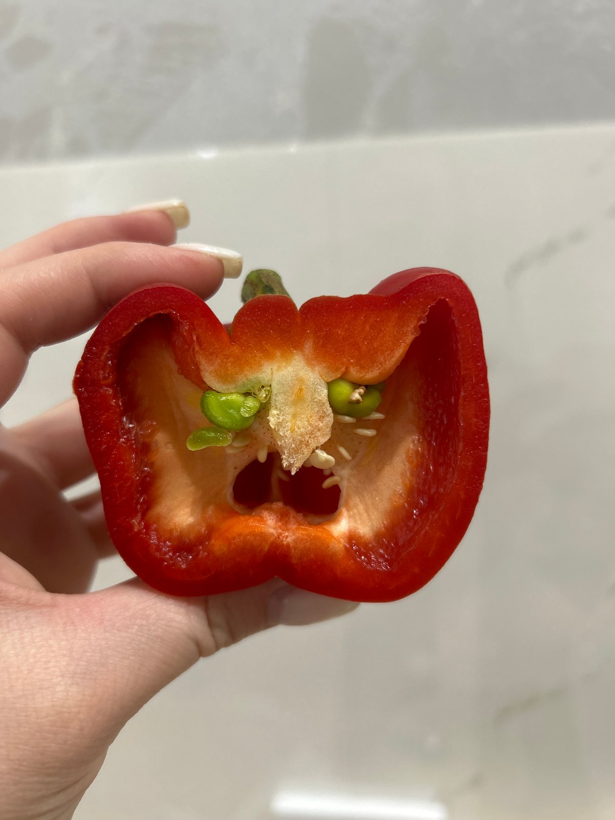 Red bell pepper photographed in half in Chaikovsky, Russia