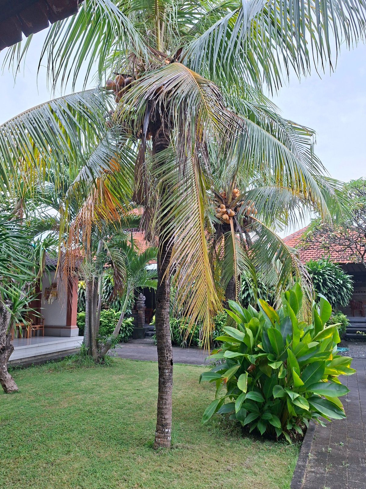 Tropical garden scenes documented in Kuta Selatan, Indonesia