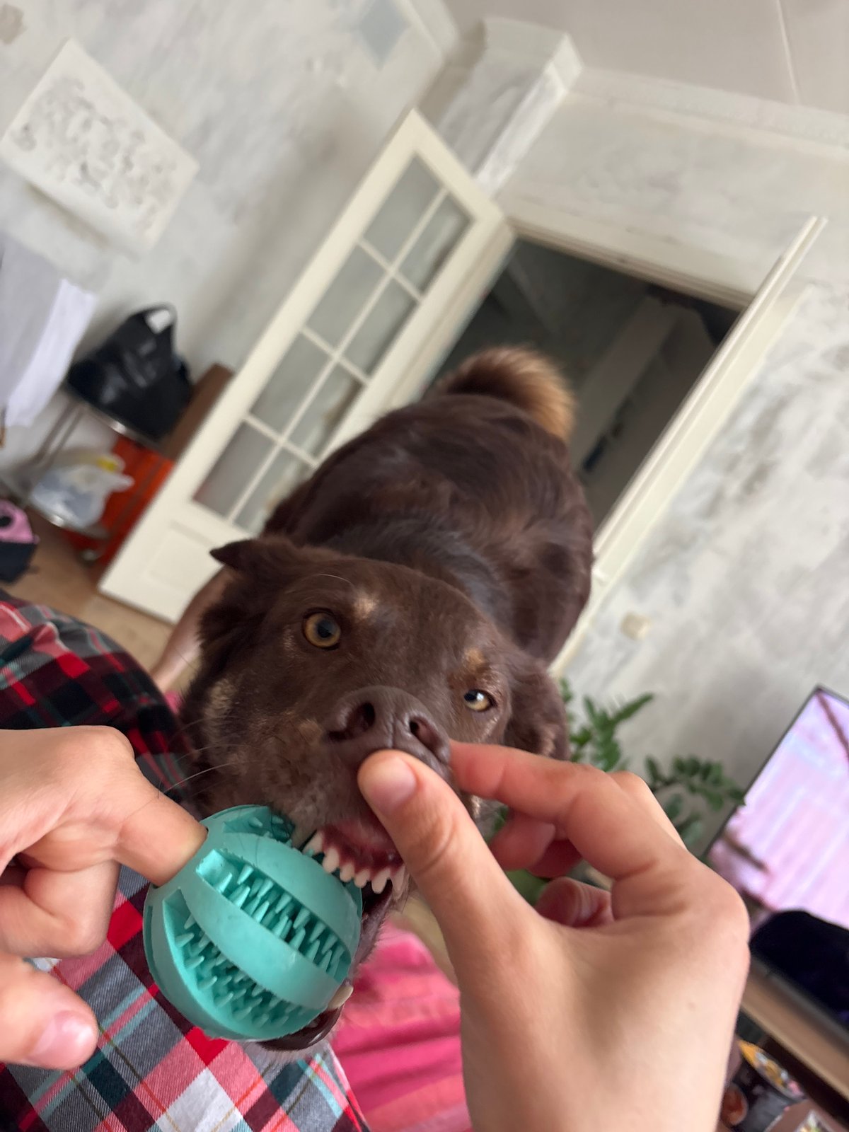 Dog owner cleans pet's mouth with textured ball in Moscow