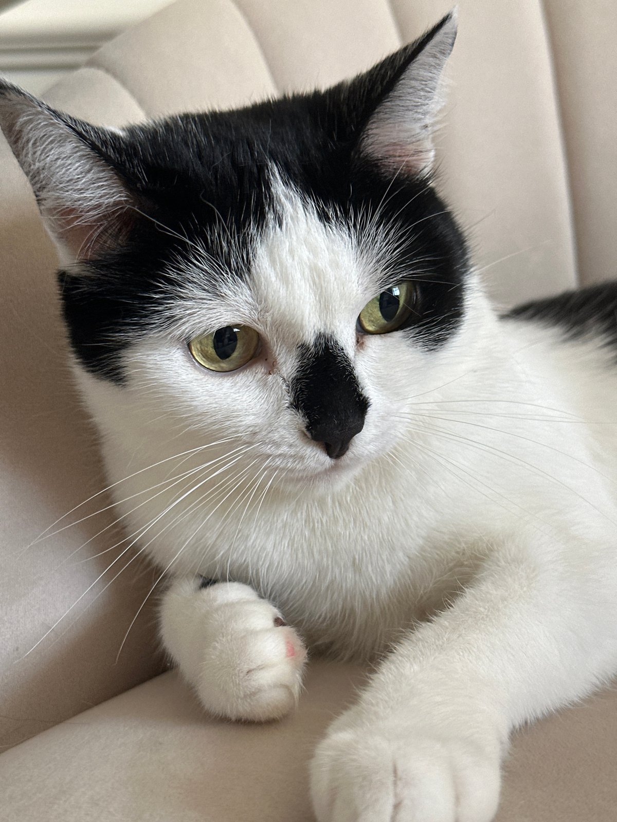 Black and white cat resting and grooming on a couch