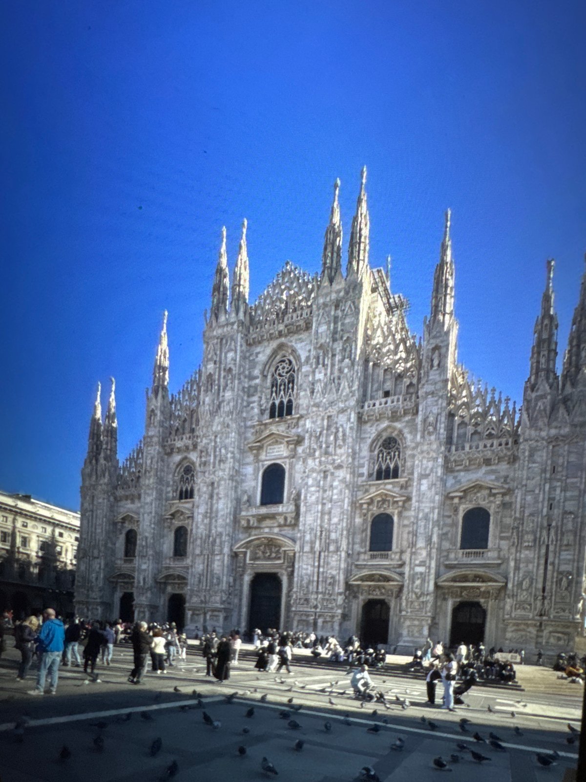 Gothic cathedral and alert meerkat observed at same location