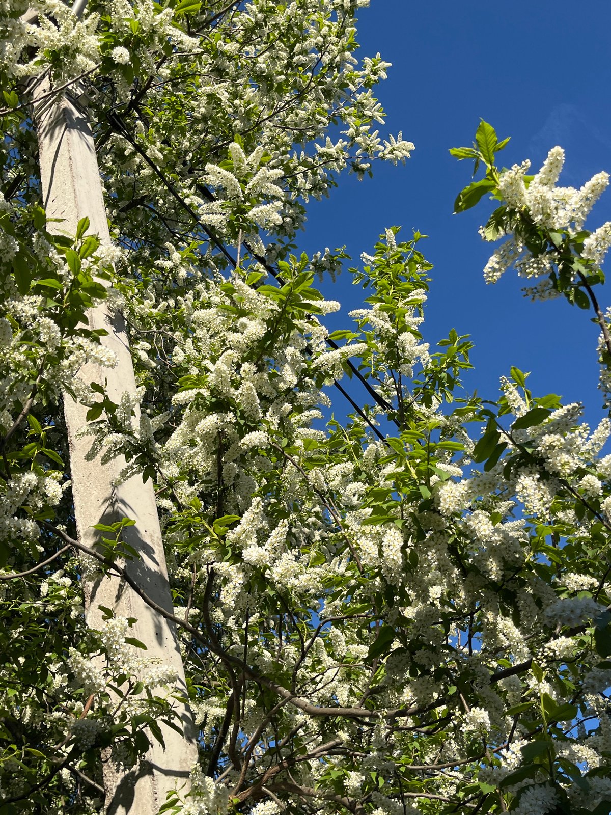 Spring day documented across Chaikovsky, Russia with blossoms and urban life