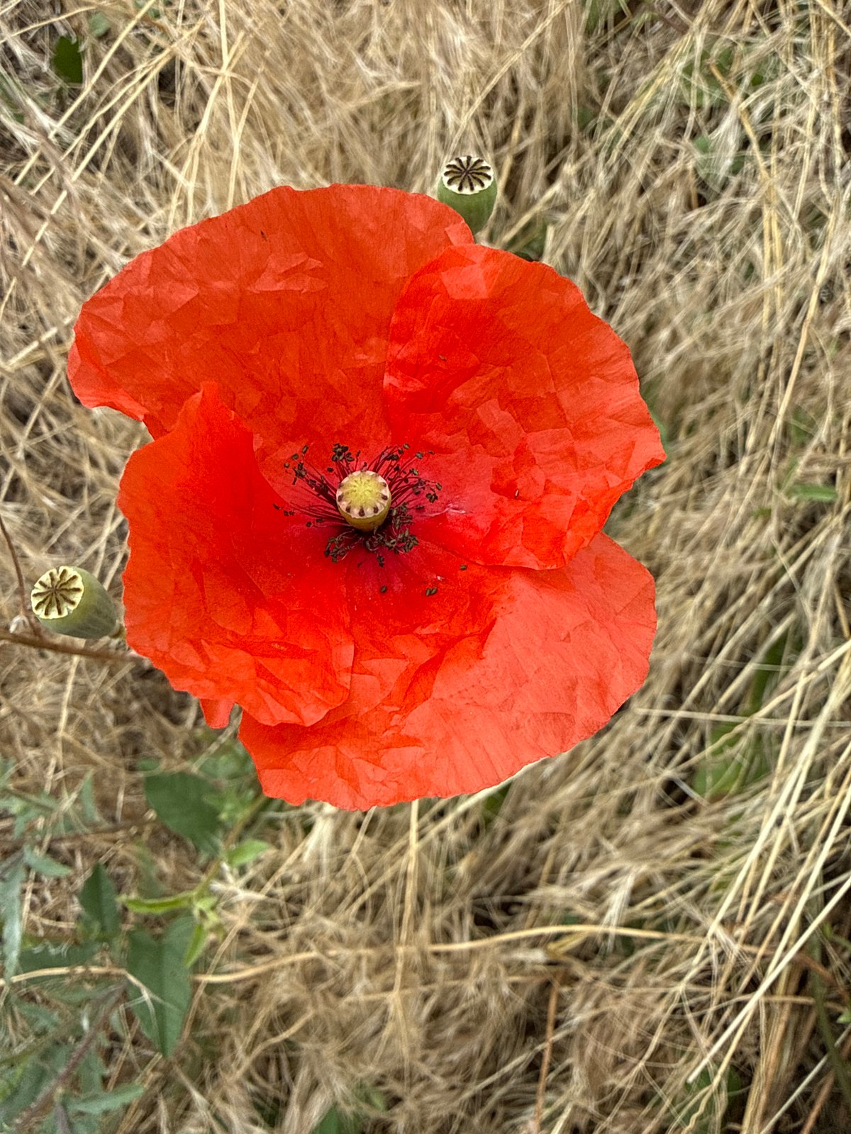 Summer morning in Piatykhatky: wildflowers, insects, and quiet streets