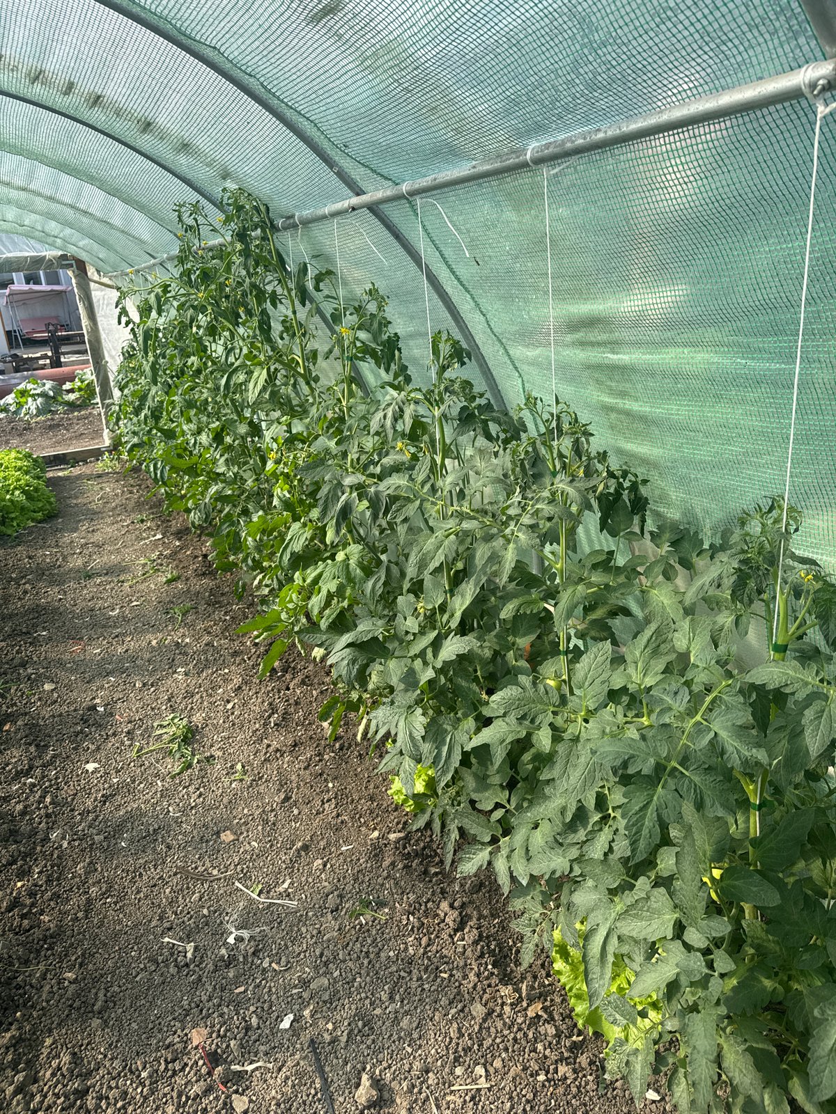 Farm operations documented in Sarnevo, Bulgaria with crops and livestock