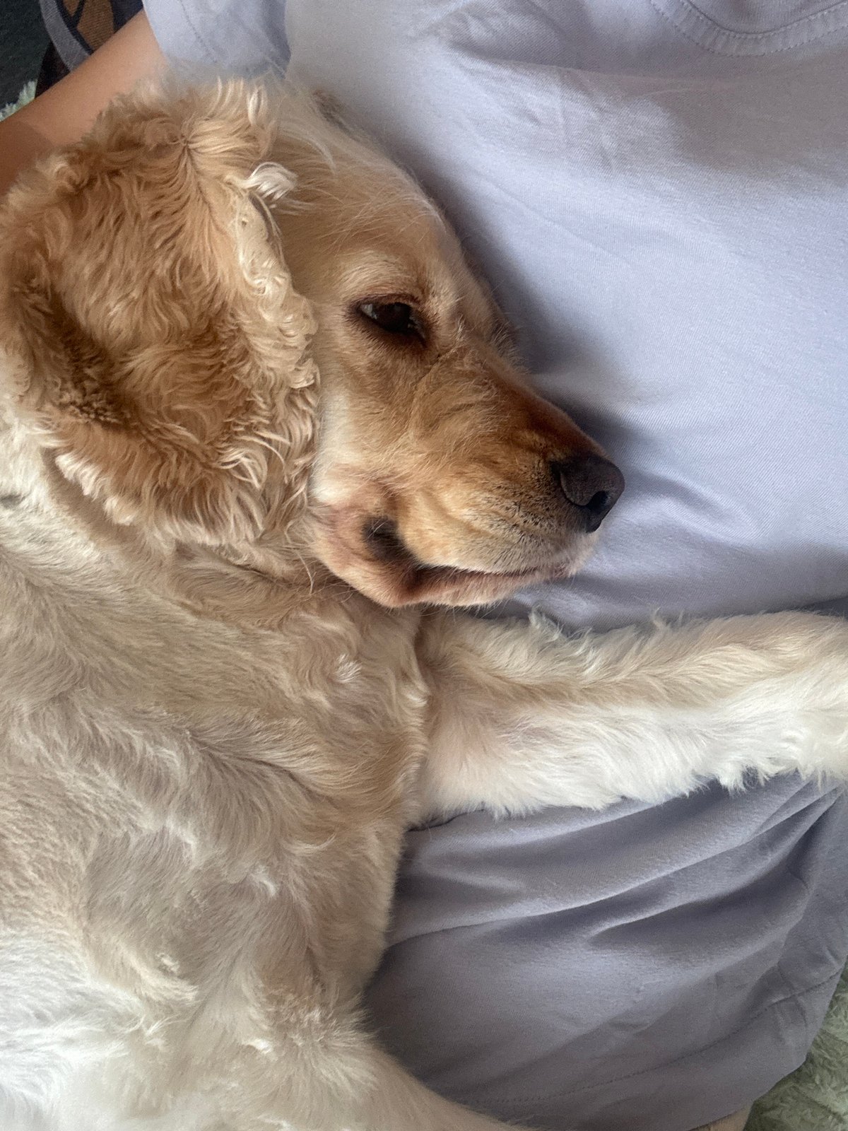 Spaniel naps through a lazy afternoon in someone's arms and lap