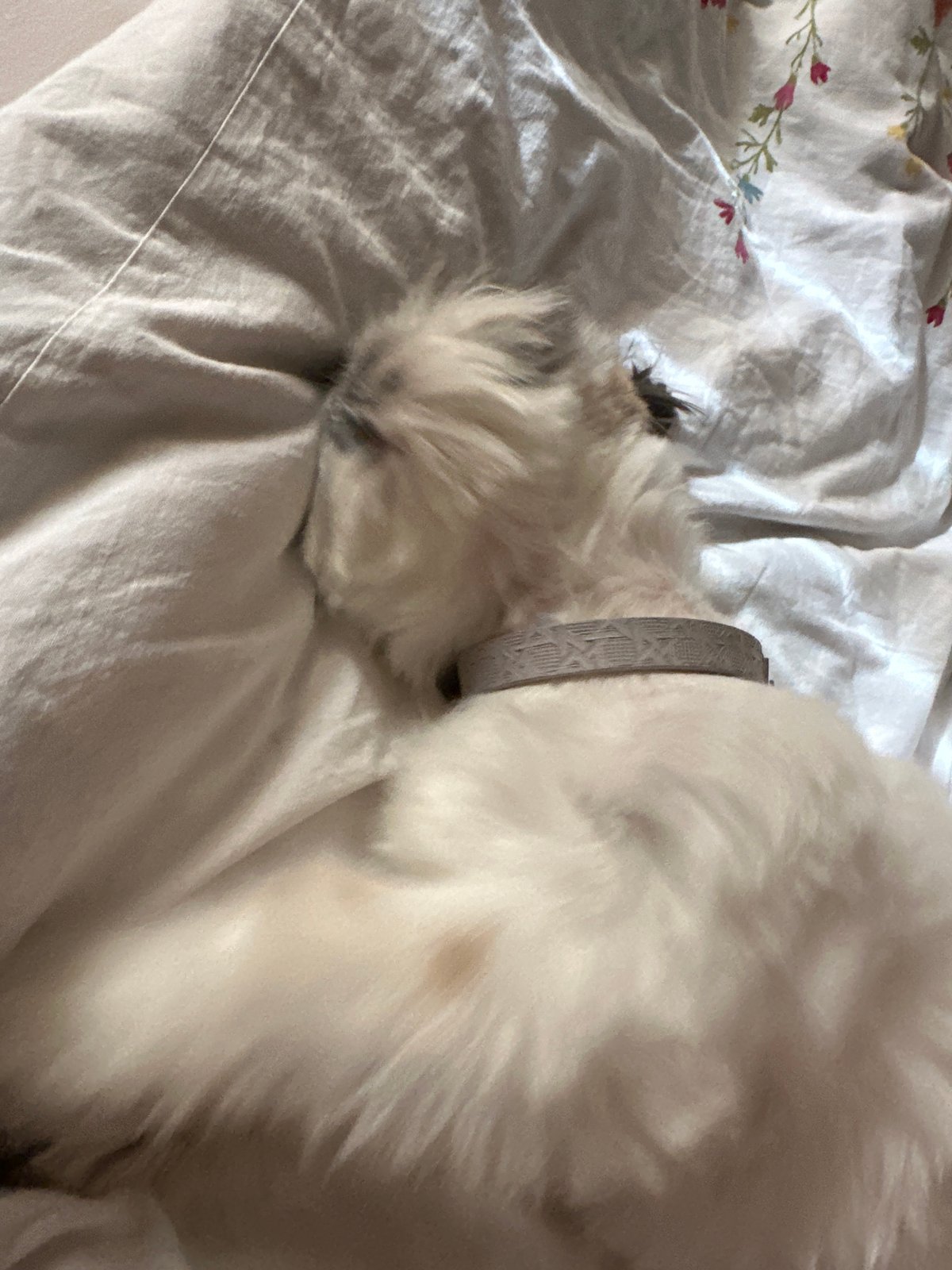 Shih Tzu rests on floral bed in Tbilisi