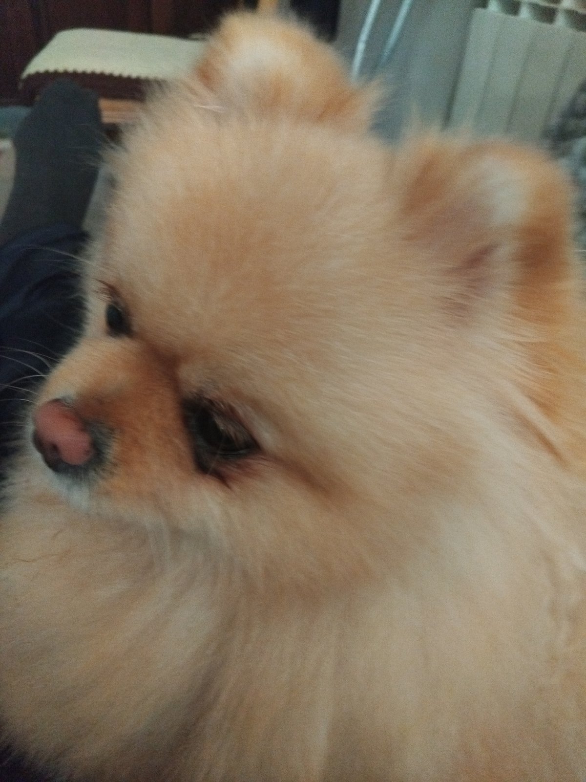 Pomeranian dog observed on rainy morning in Apriltsi, Bulgaria